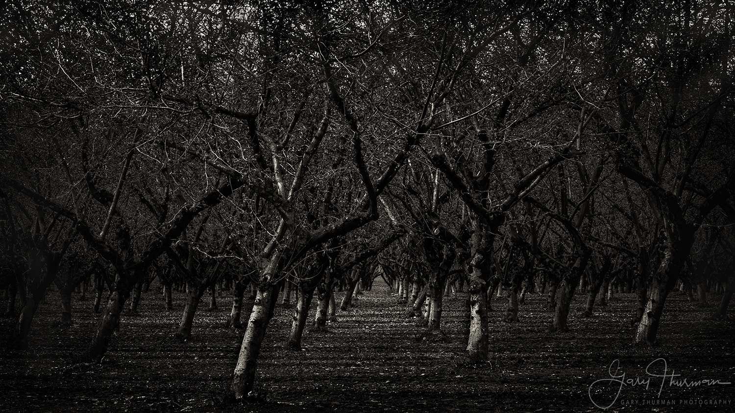 Canon EF 70-300mm F4-5.6L IS USM sample photo. Dark shadows photography