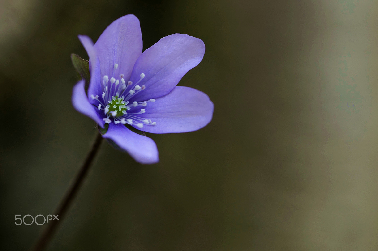 90mm F2.8 Macro SSM sample photo. Liverleaf photography