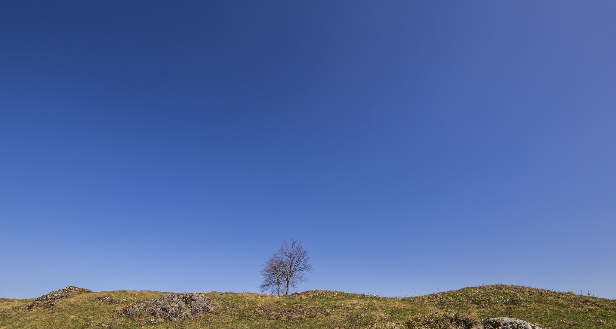 Canon EF 300mm f/2.8L sample photo. Lonely trees photography