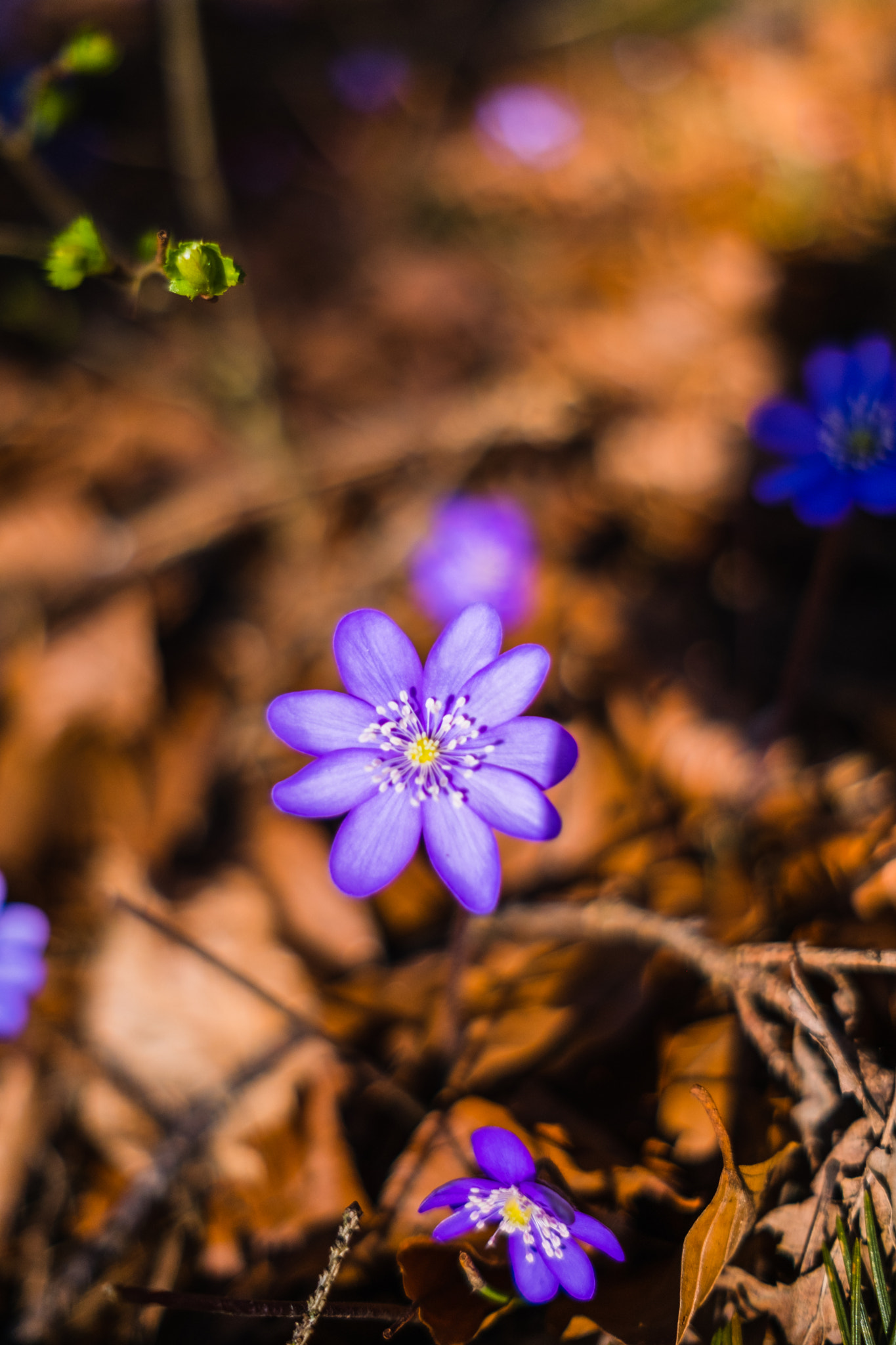 Fujifilm X-T2 + Fujifilm XF 23mm F2 R WR sample photo. Leberblümchen  photography