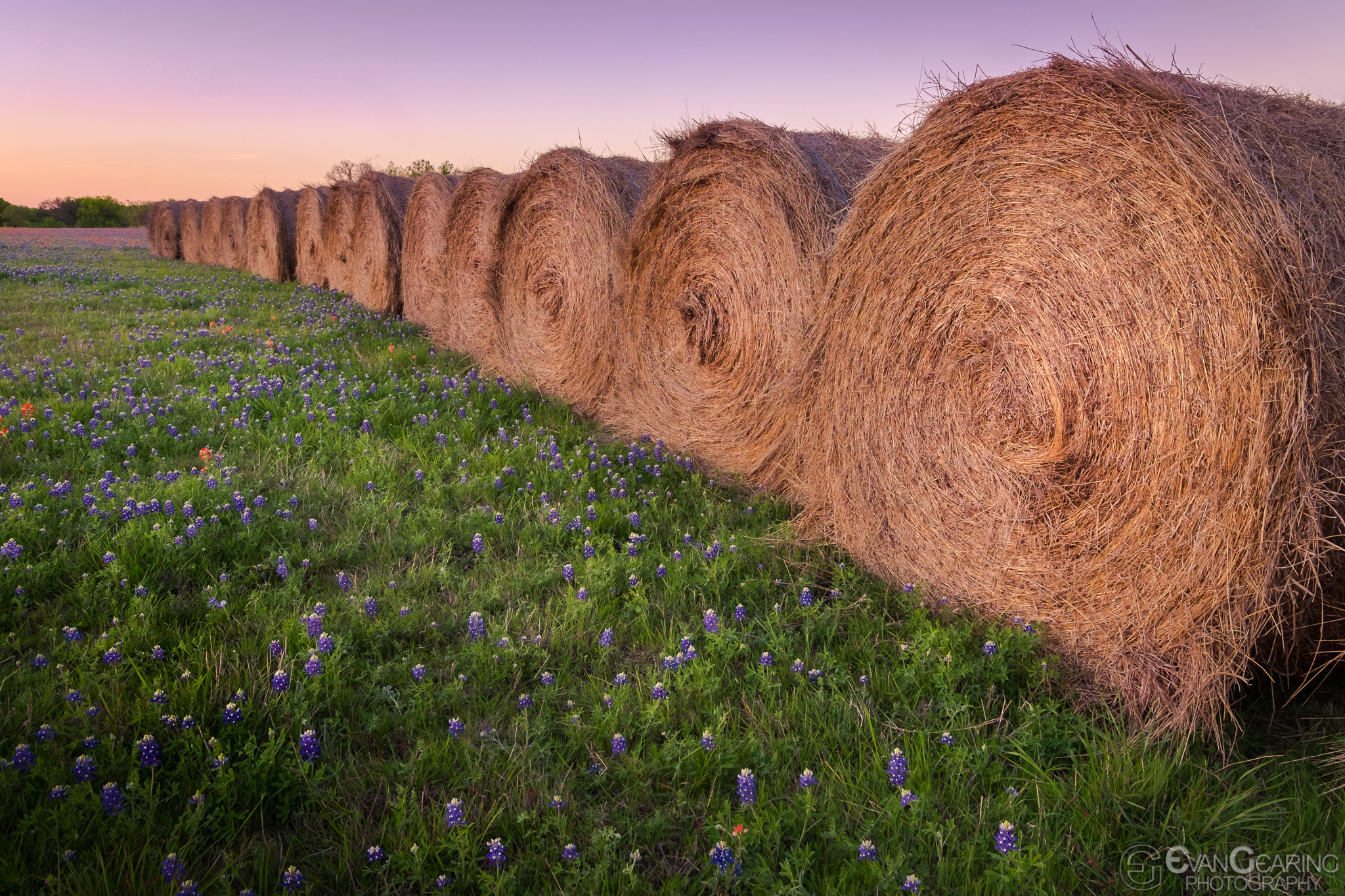 Fujifilm X-T1 sample photo. Hay-bales in bluebonnets photography