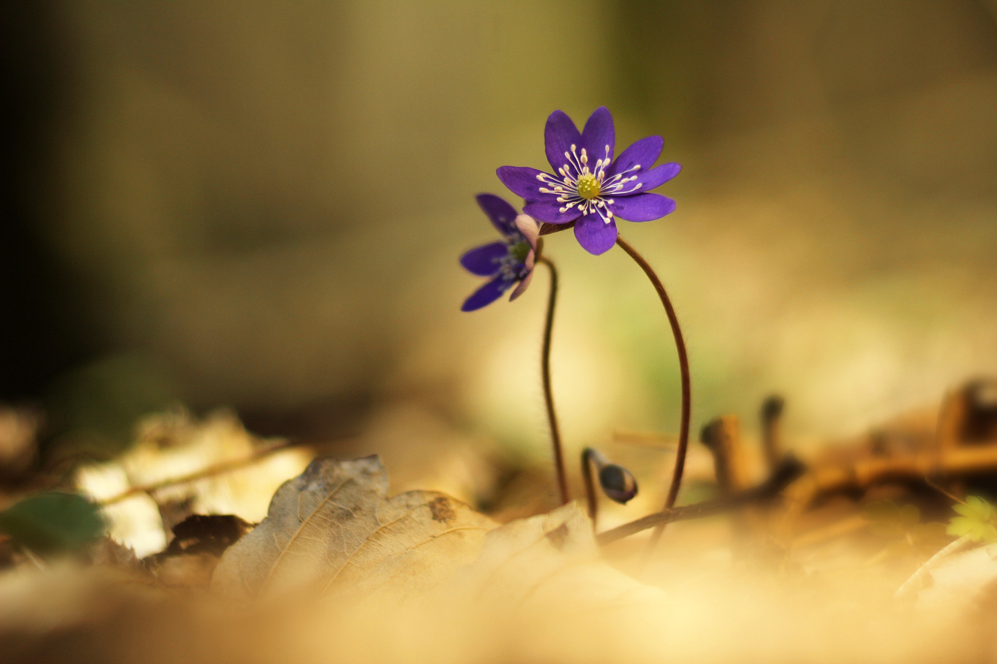 Canon EF 35-80mm f/4-5.6 sample photo. Przylaszczki photography
