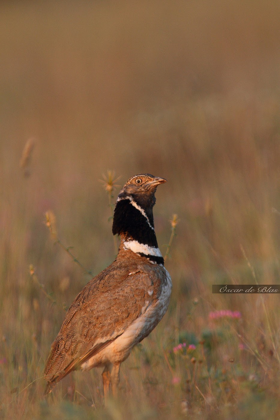 Canon EF 400mm f/2.8L + 1.4x sample photo. Little bustard  photography