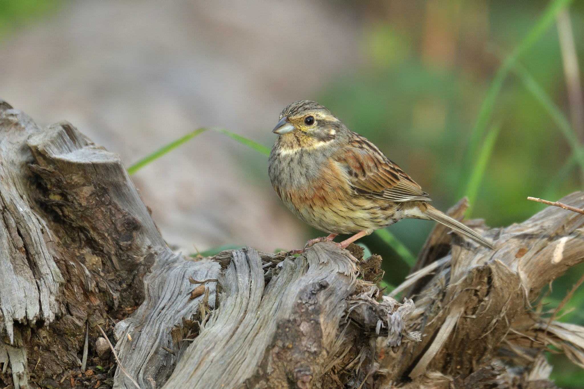Nikon D500 sample photo. Escribano soteño (female) photography