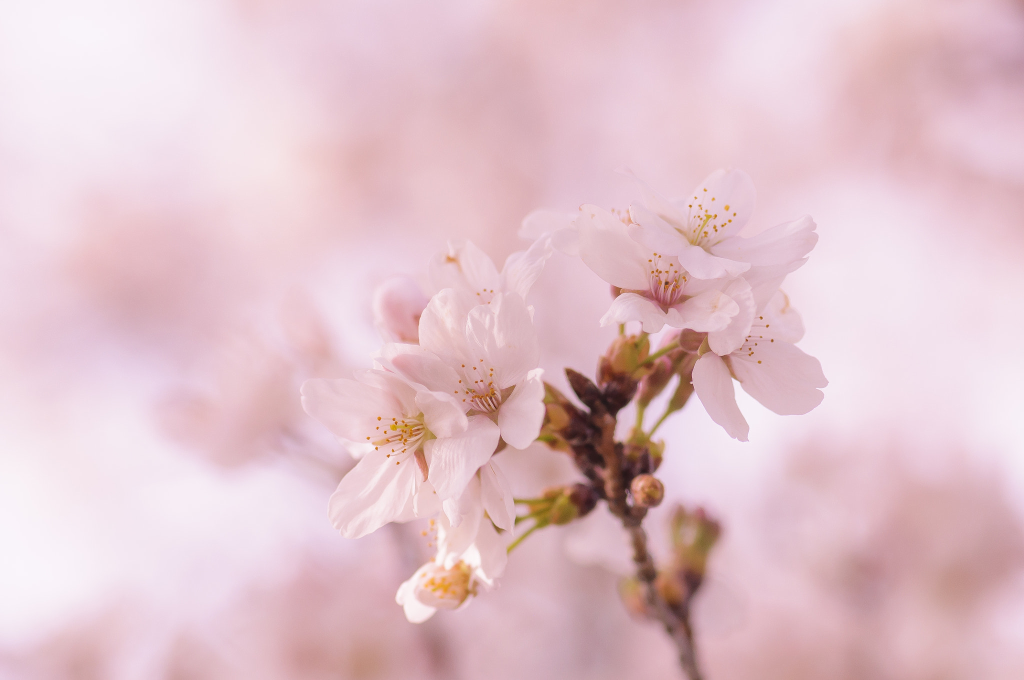 Nikon AF-S Micro-Nikkor 105mm F2.8G IF-ED VR sample photo. Spring dreams photography