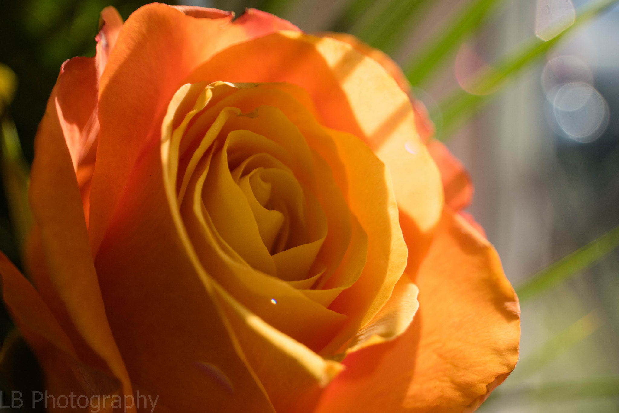 Nikon D3300 sample photo. Orange rose in the morning sun photography