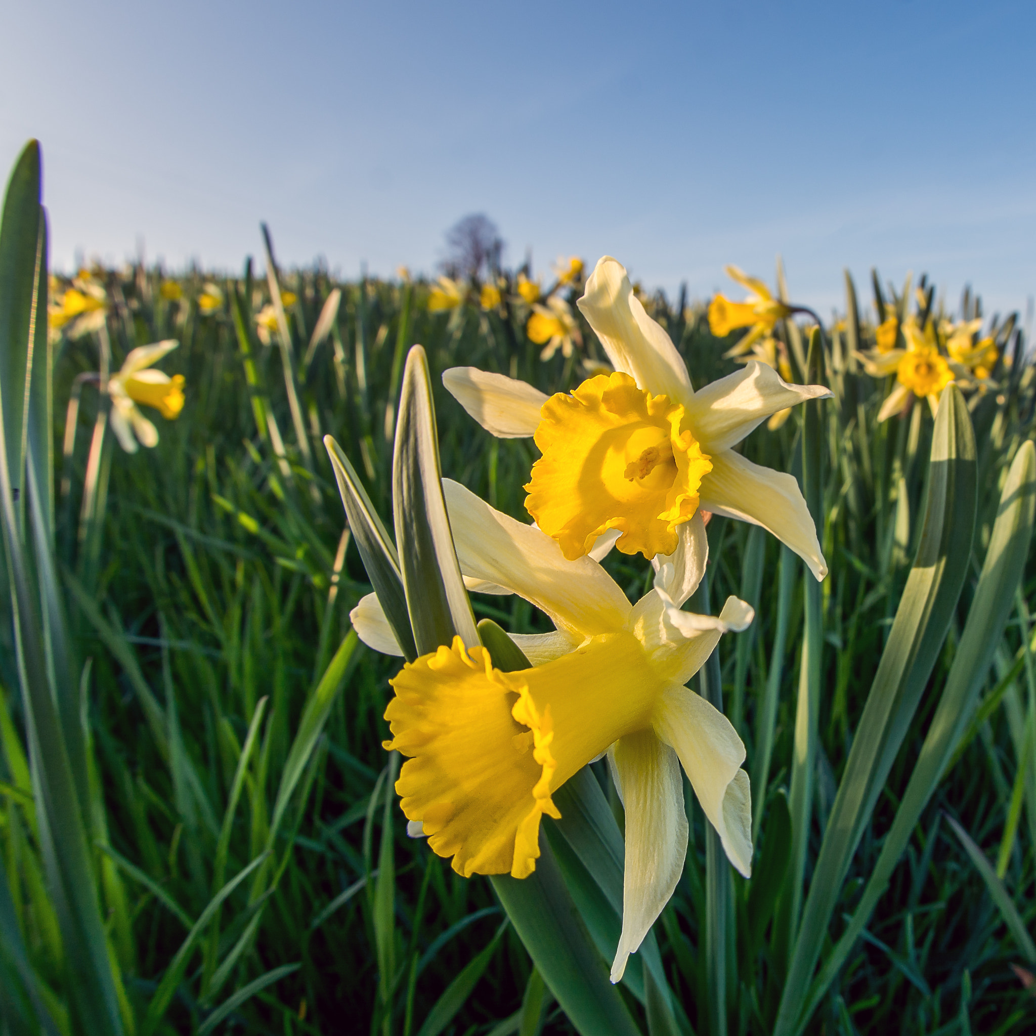 Sigma 10mm F2.8 EX DC HSM Diagonal Fisheye sample photo. Narzissen stein photography