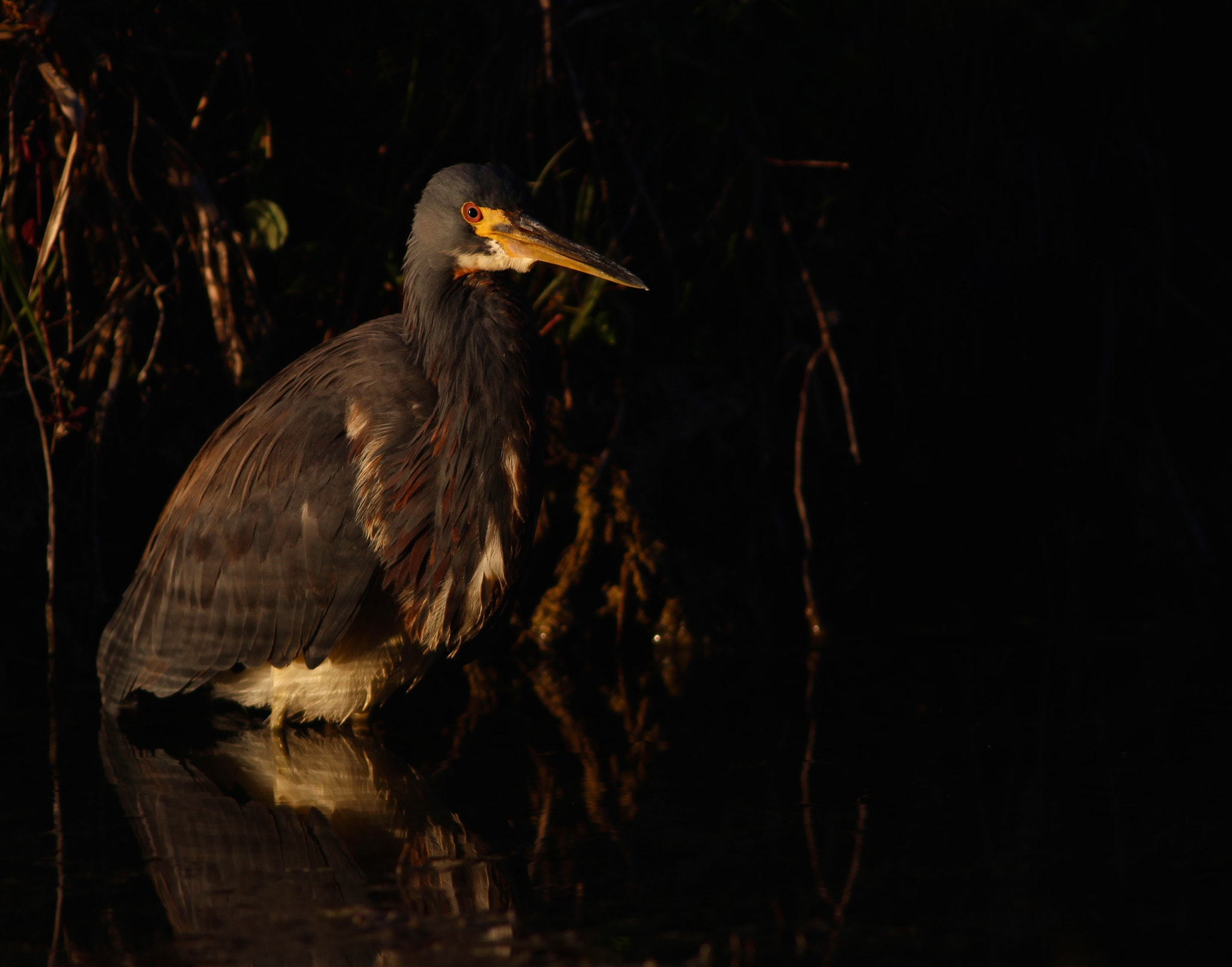 Canon EOS 100D (EOS Rebel SL1 / EOS Kiss X7) + Canon EF 400mm F5.6L USM sample photo. Tricolored heron at sunset photography