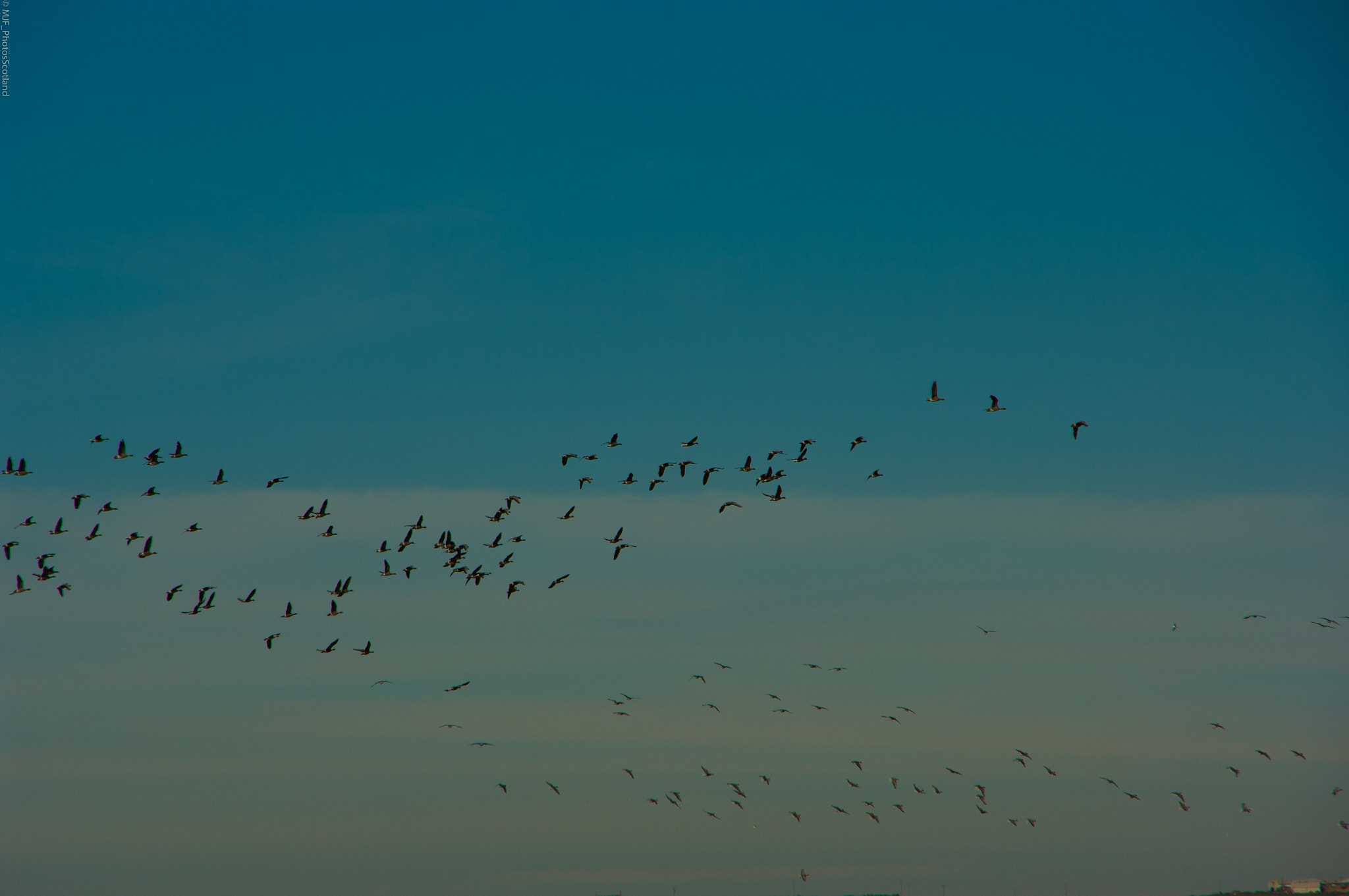 Samsung GX-20 sample photo. Canada goose bed and breakfast, scottish style. photography