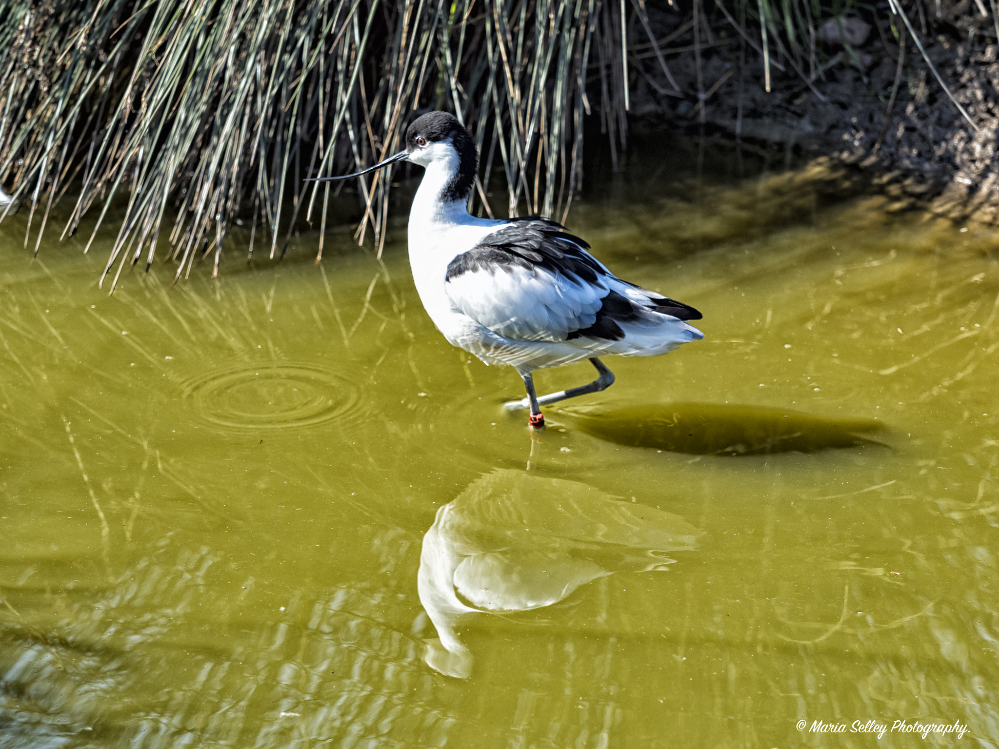 Olympus OM-D E-M1 Mark II sample photo. Fishing photography