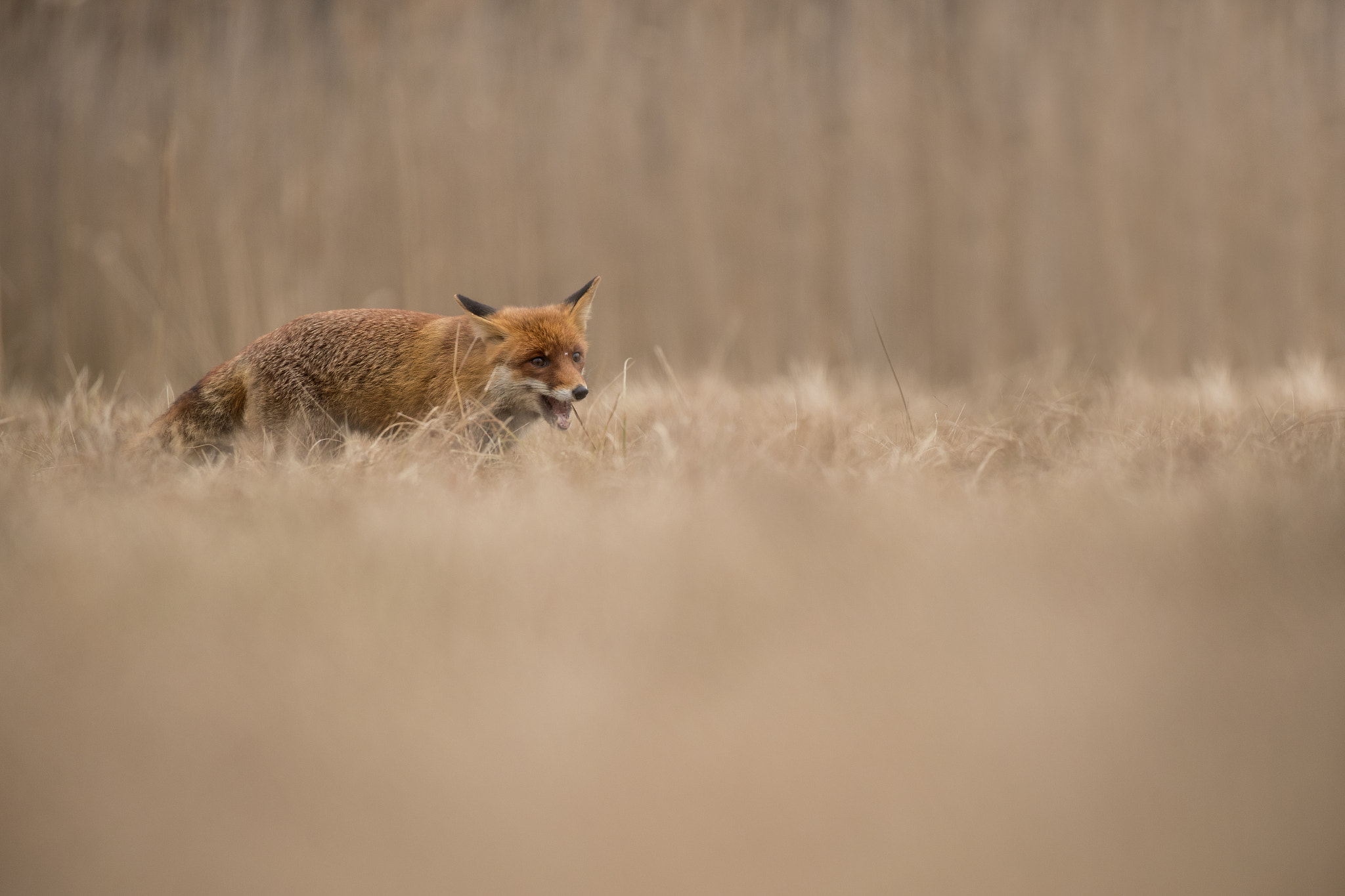 Canon EOS-1D X Mark II + Canon EF 100-400mm F4.5-5.6L IS II USM sample photo. The red fox photography