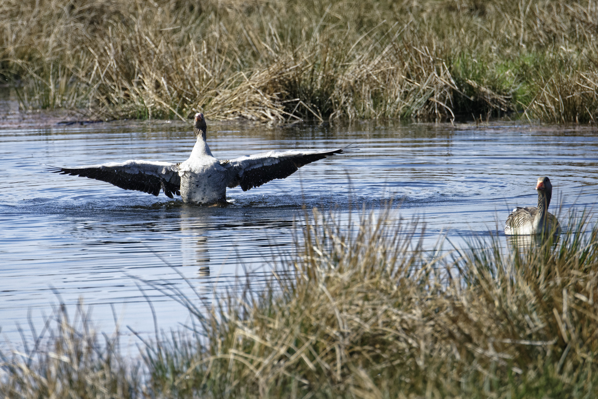 Nikon D810 sample photo. Gänse  im vogelbiotop am steinhuder meer. photography