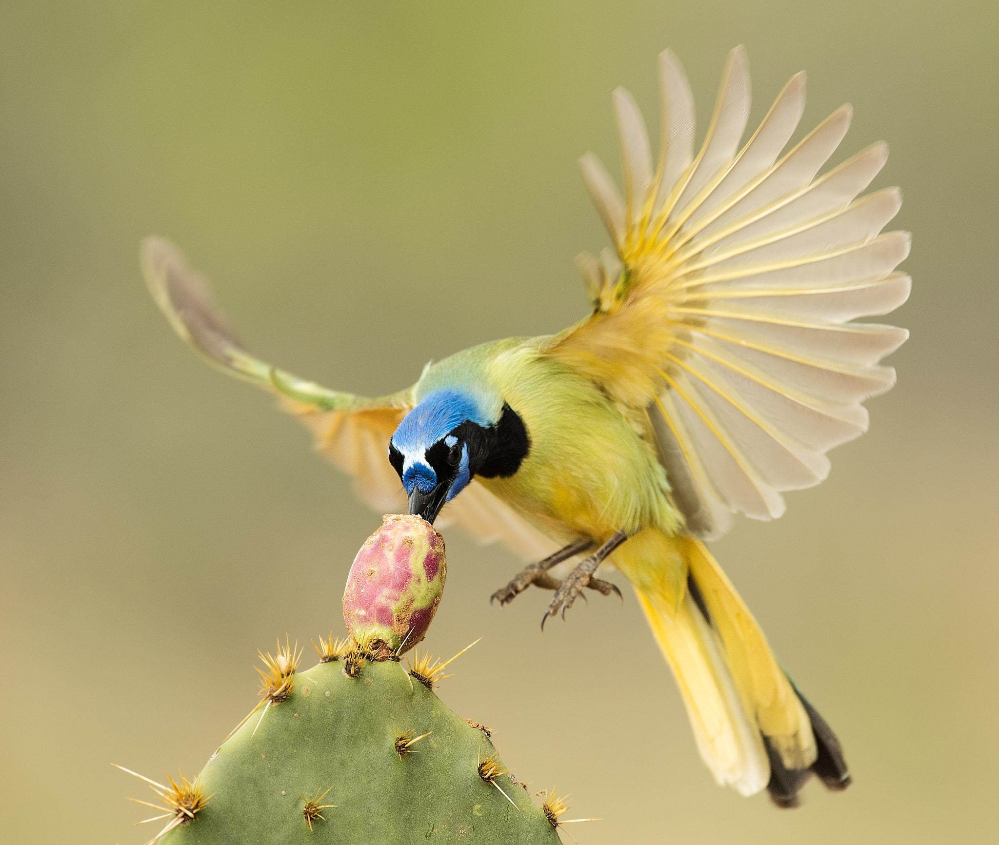 Nikon D5 sample photo. Green jay feeding at cactus photography