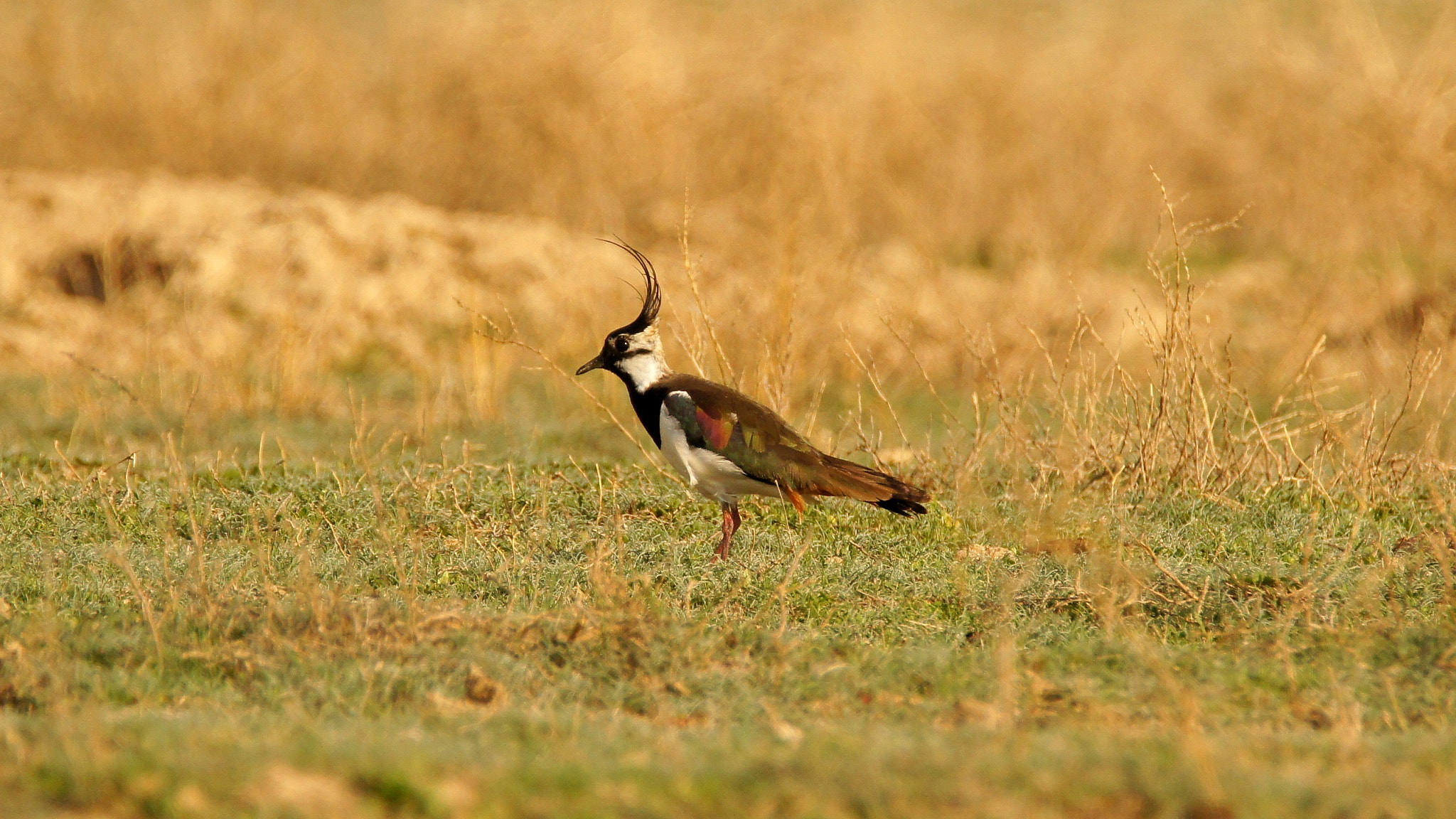 Sony SLT-A55 (SLT-A55V) sample photo. Lapwing ii photography