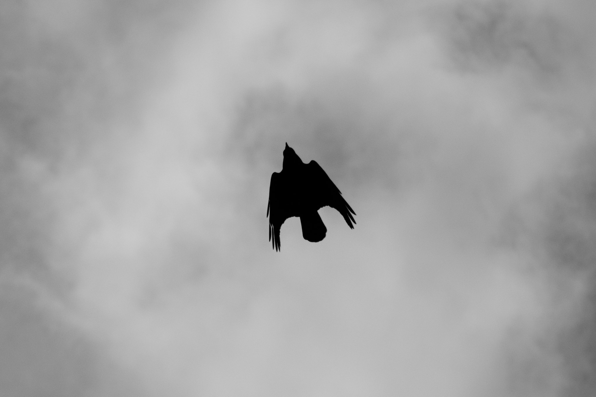 Nikon D7200 sample photo. Crow photography