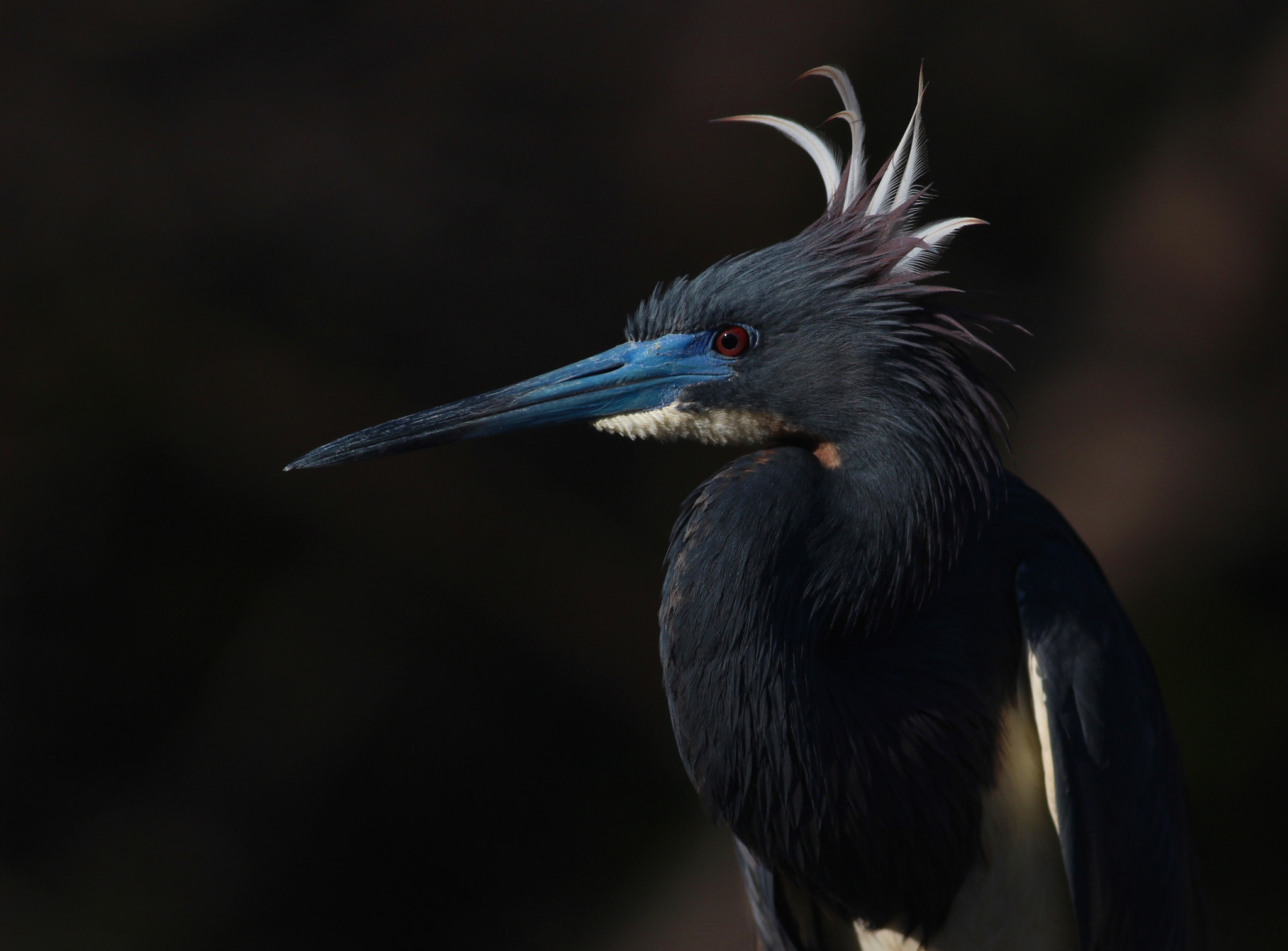 Canon EOS 100D (EOS Rebel SL1 / EOS Kiss X7) sample photo. Tricolored heron with plumage photography