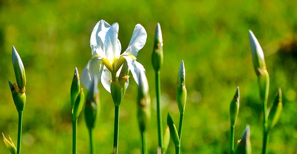 Nikon D7100 sample photo. White lilies photography