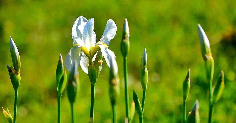 Nikon D7100 + Sigma 70-300mm F4-5.6 APO Macro Super II sample photo. White lilies photography