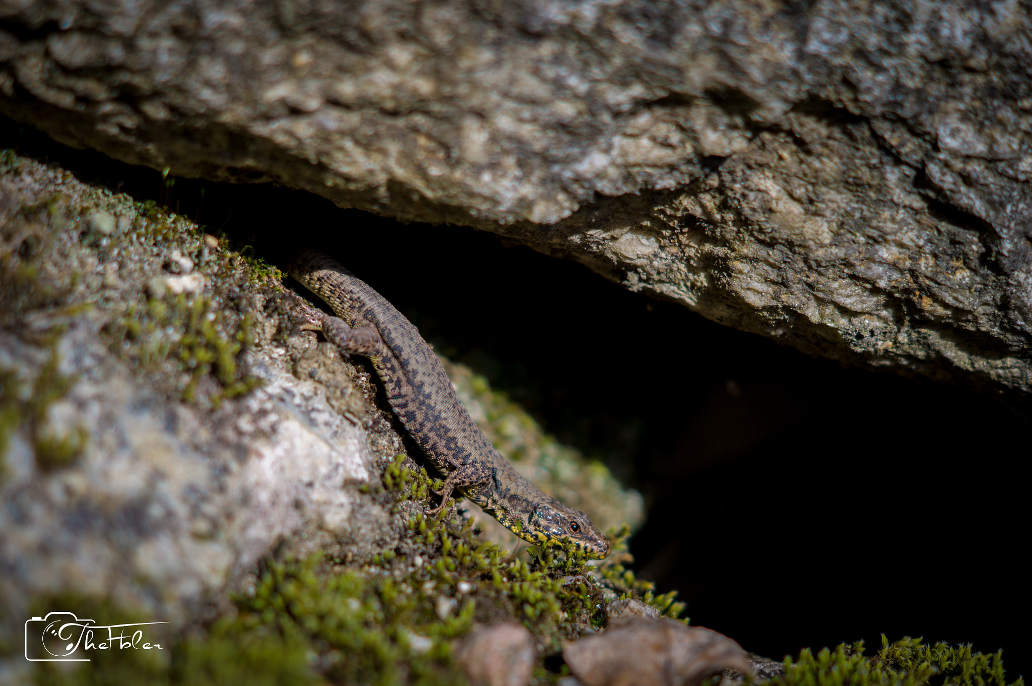 Sony SLT-A57 + Sony DT 50mm F1.8 SAM sample photo. Small lizard between rocks photography