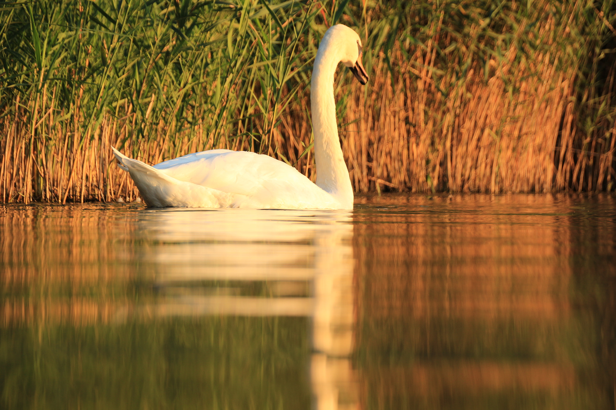 Sigma 18-250mm F3.5-6.3 DC OS HSM sample photo. Schwan am olchinger see photography