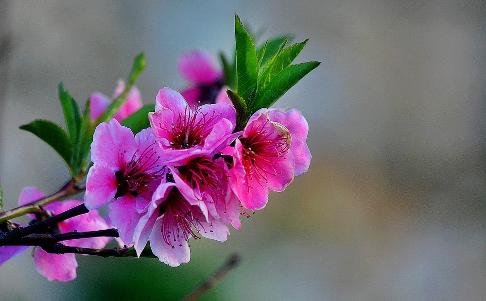 Nikon D7100 + Sigma 70-300mm F4-5.6 APO Macro Super II sample photo. Pink of spring photography