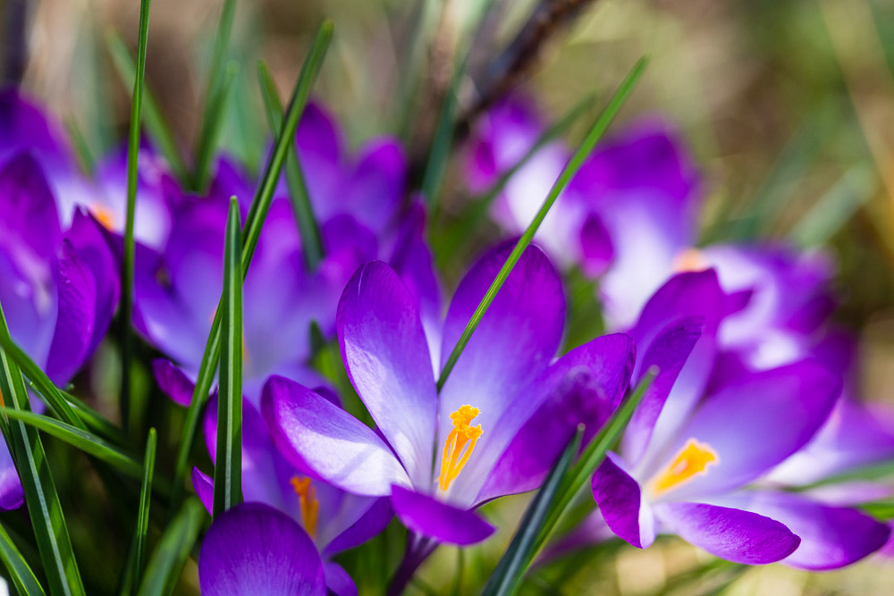 Canon EOS 6D + Sigma 105mm F2.8 EX DG Macro sample photo. Crocus photography