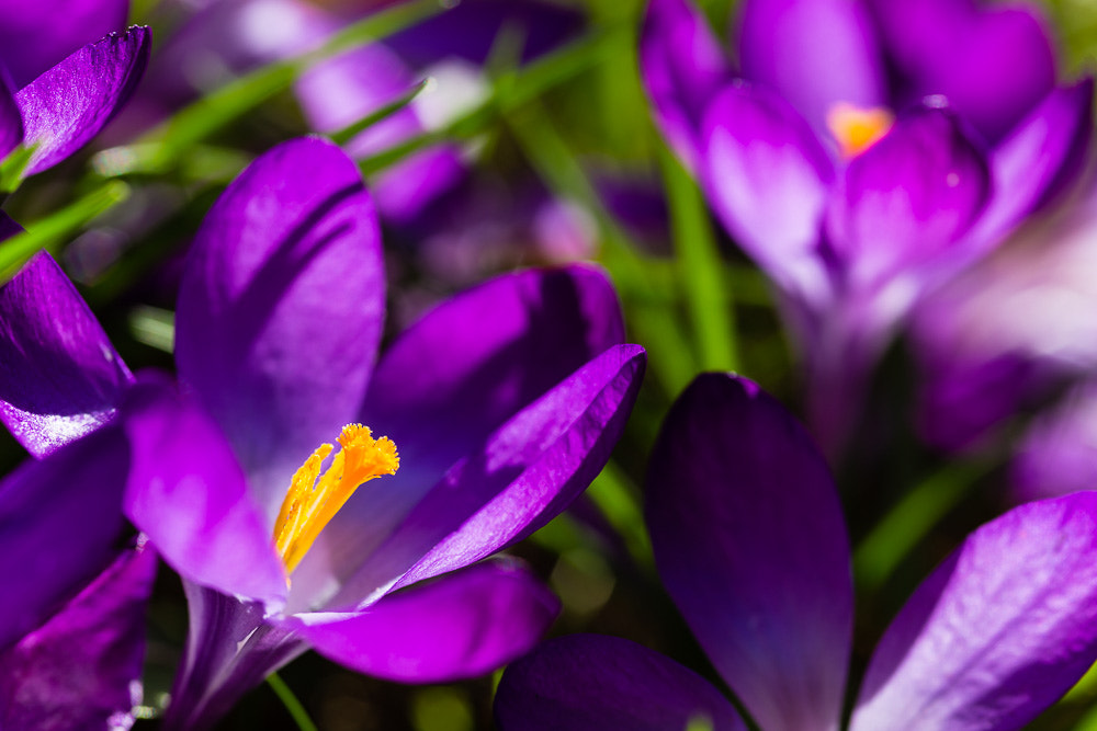 Canon EOS 6D + Sigma 105mm F2.8 EX DG Macro sample photo. Crocus 2 photography