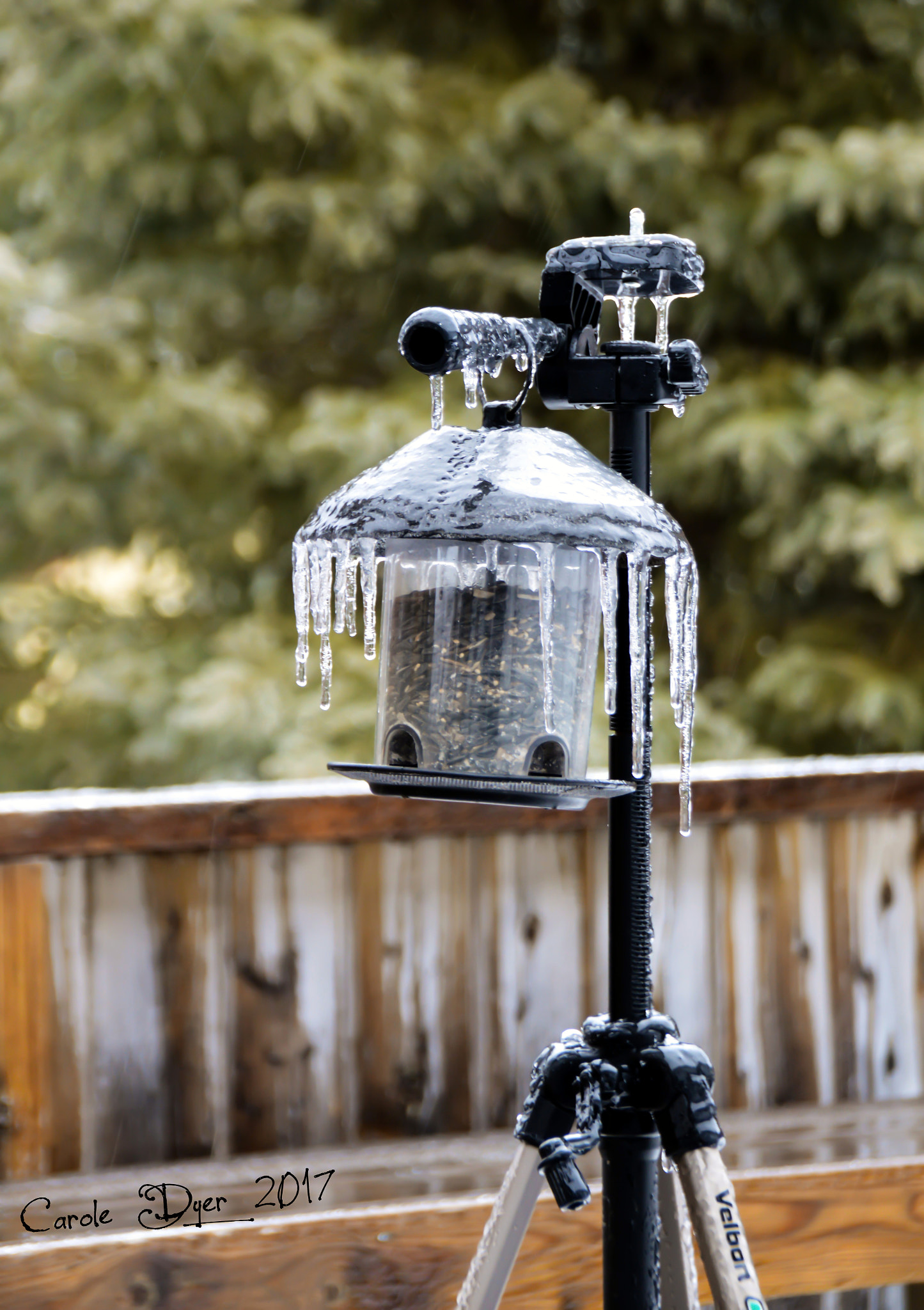 Sigma 18-250mm F3.5-6.3 DC Macro OS HSM sample photo. Freezing rain photography
