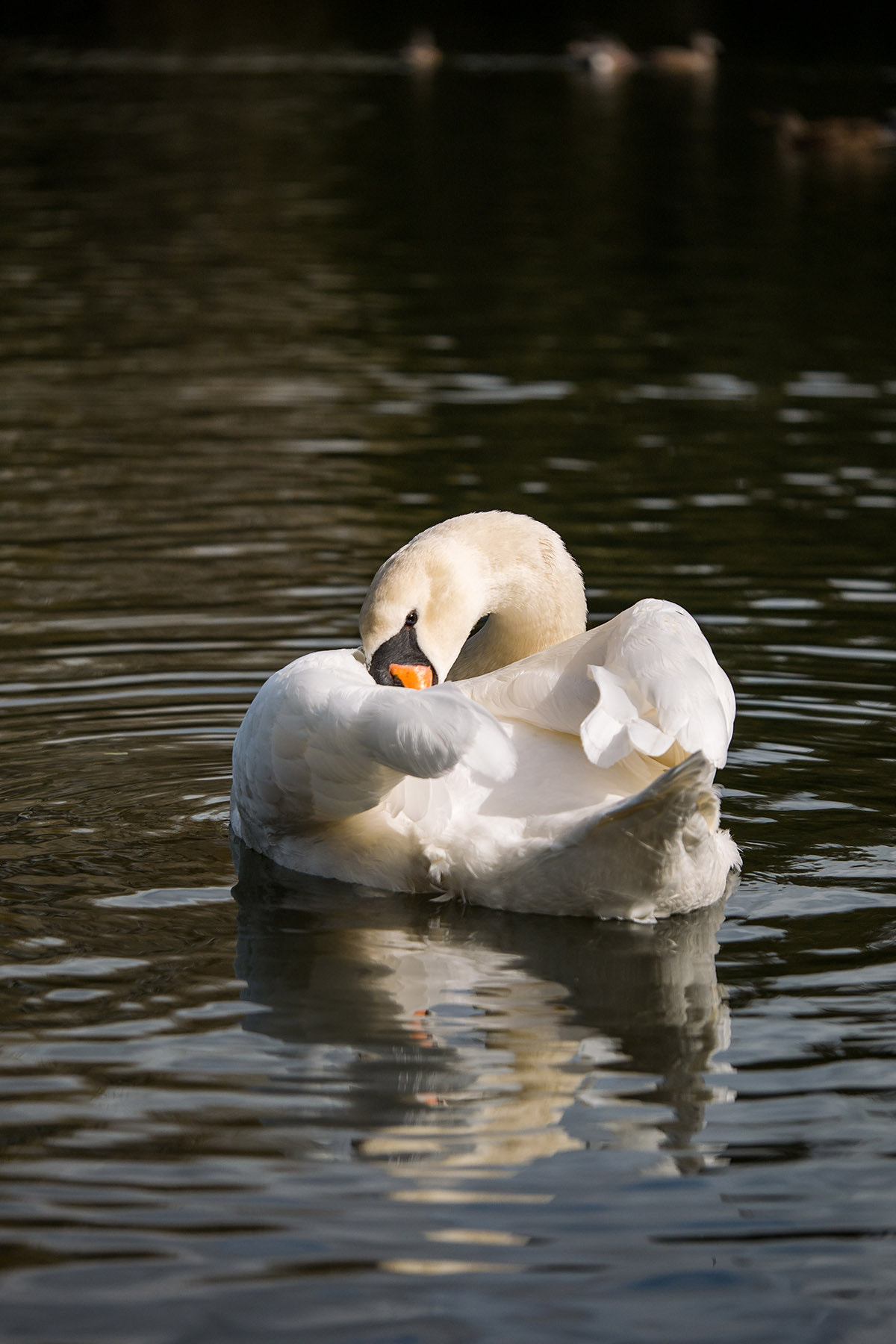 Panasonic Lumix DMC-G85 (Lumix DMC-G80) + Panasonic Lumix G X Vario 35-100mm F2.8 OIS sample photo. Swan song photography