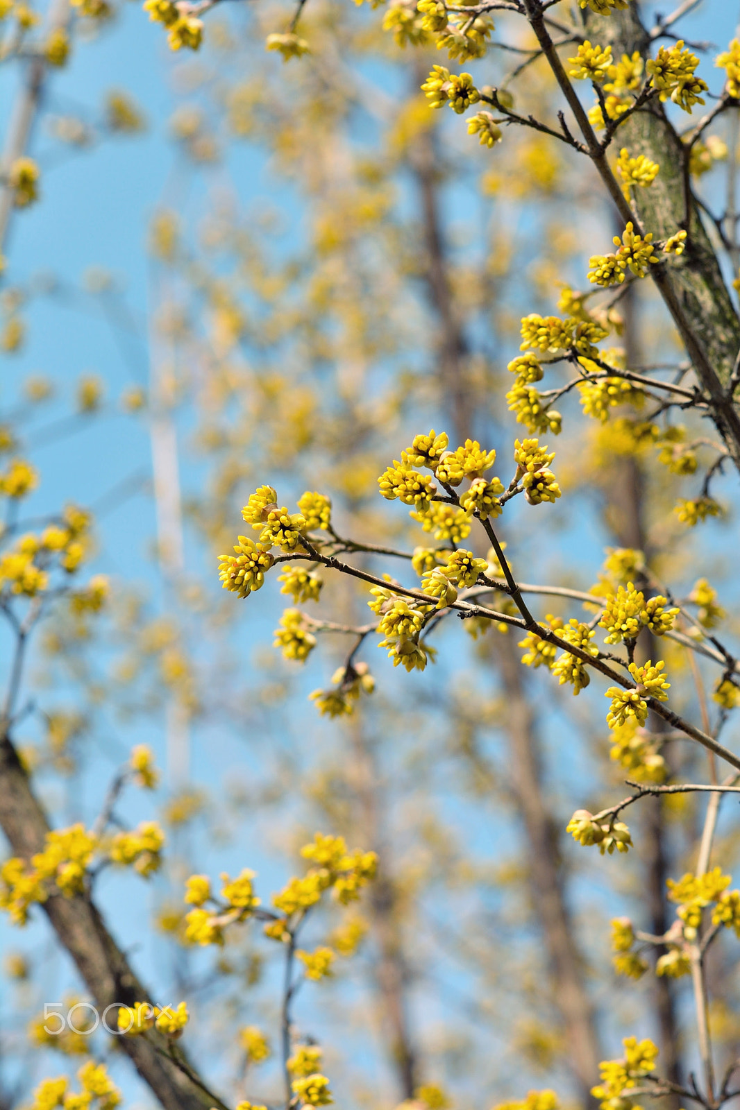 Nikon D7100 + Nikon AF-S Nikkor 85mm F1.8G sample photo. Dogwood photography