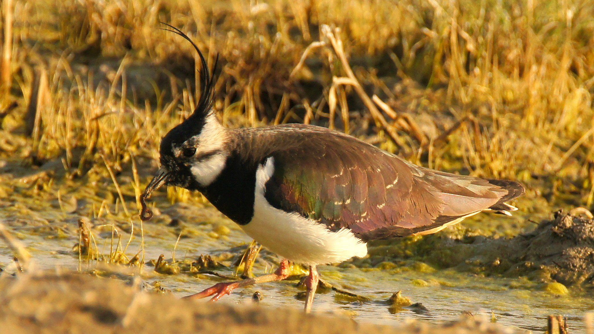 Sony SLT-A55 (SLT-A55V) + Tamron SP 150-600mm F5-6.3 Di VC USD sample photo. Lapwing iii photography