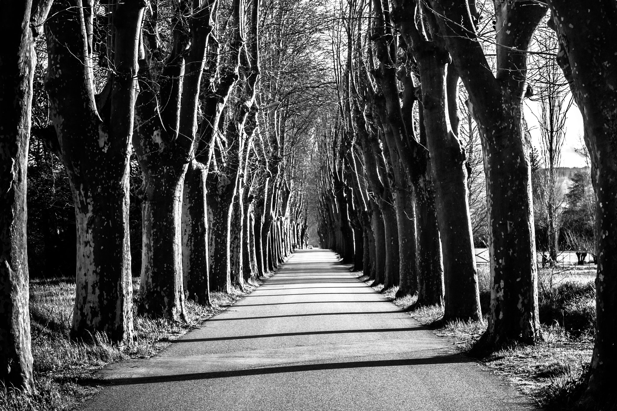 Canon EOS-1D Mark III sample photo. Shadows on the road photography