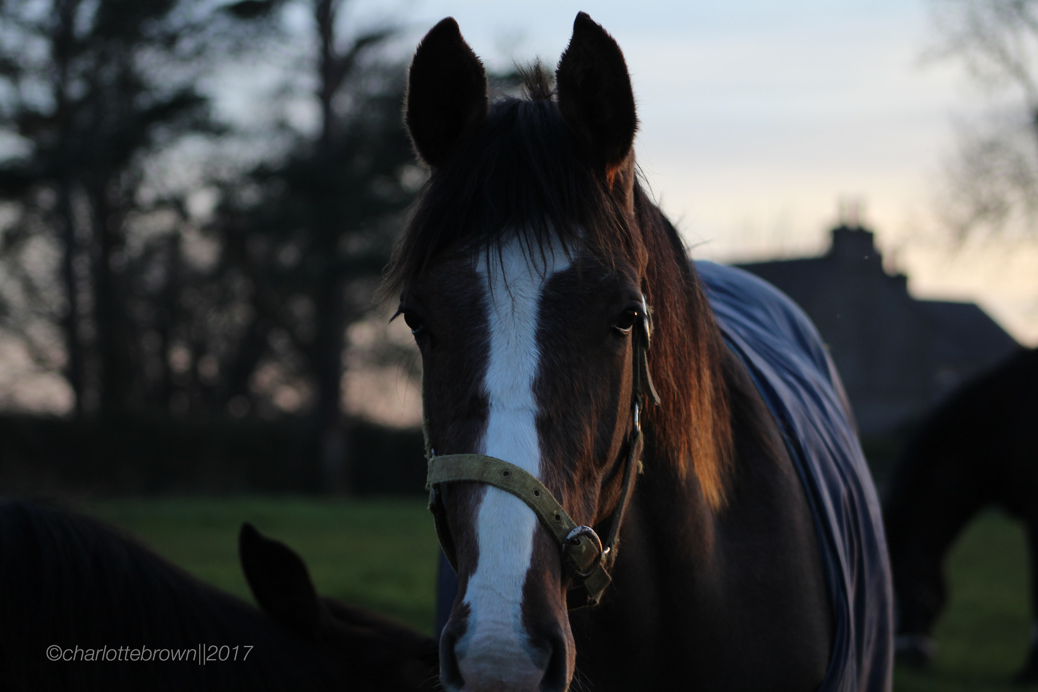 Canon EOS 1200D (EOS Rebel T5 / EOS Kiss X70 / EOS Hi) + EF75-300mm f/4-5.6 sample photo. Focused in on the mare while her foal was suckling❣️ photography