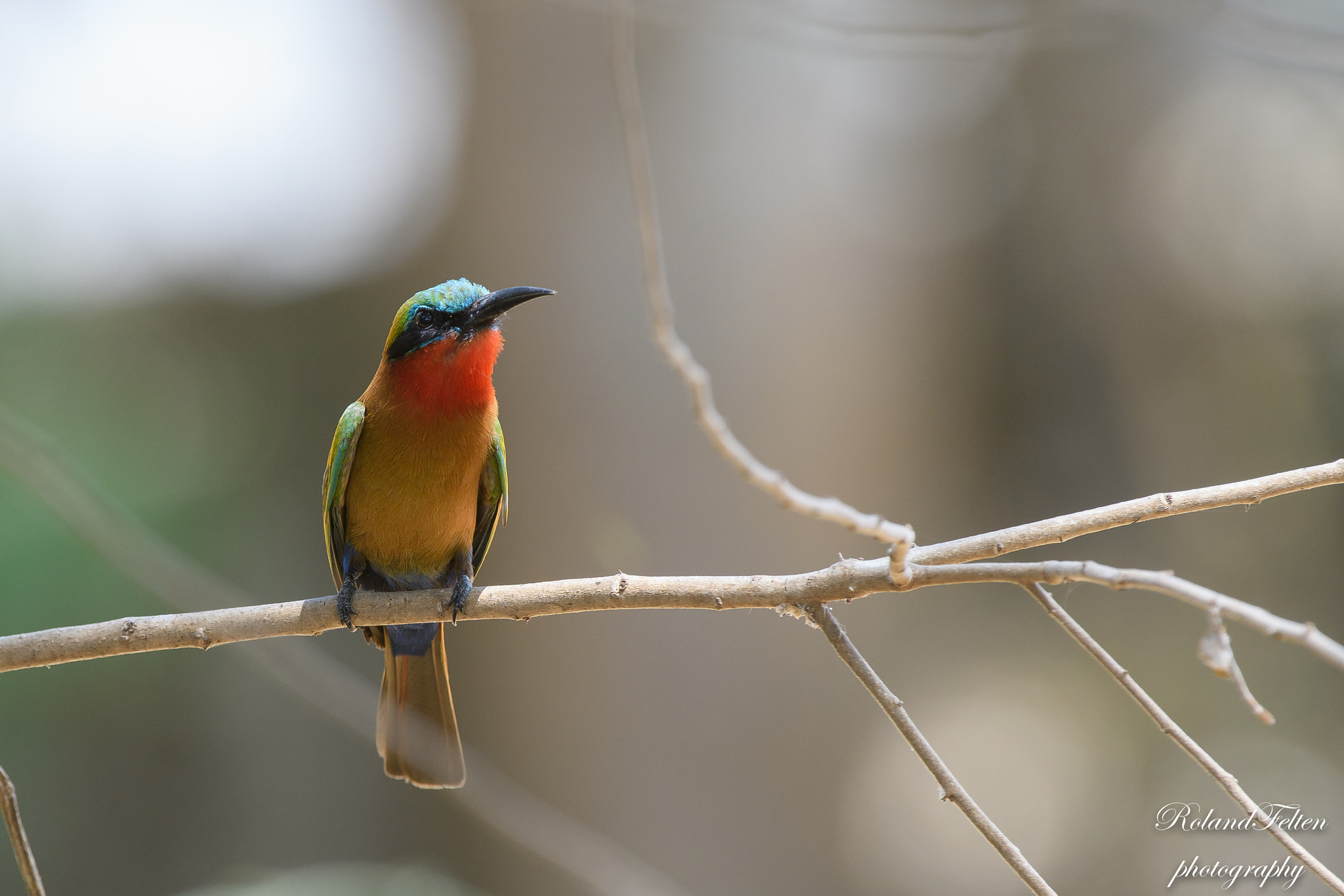 Nikon D500 + Nikon AF-S Nikkor 200-400mm F4G ED-IF VR sample photo. Red-throated bee-eater photography