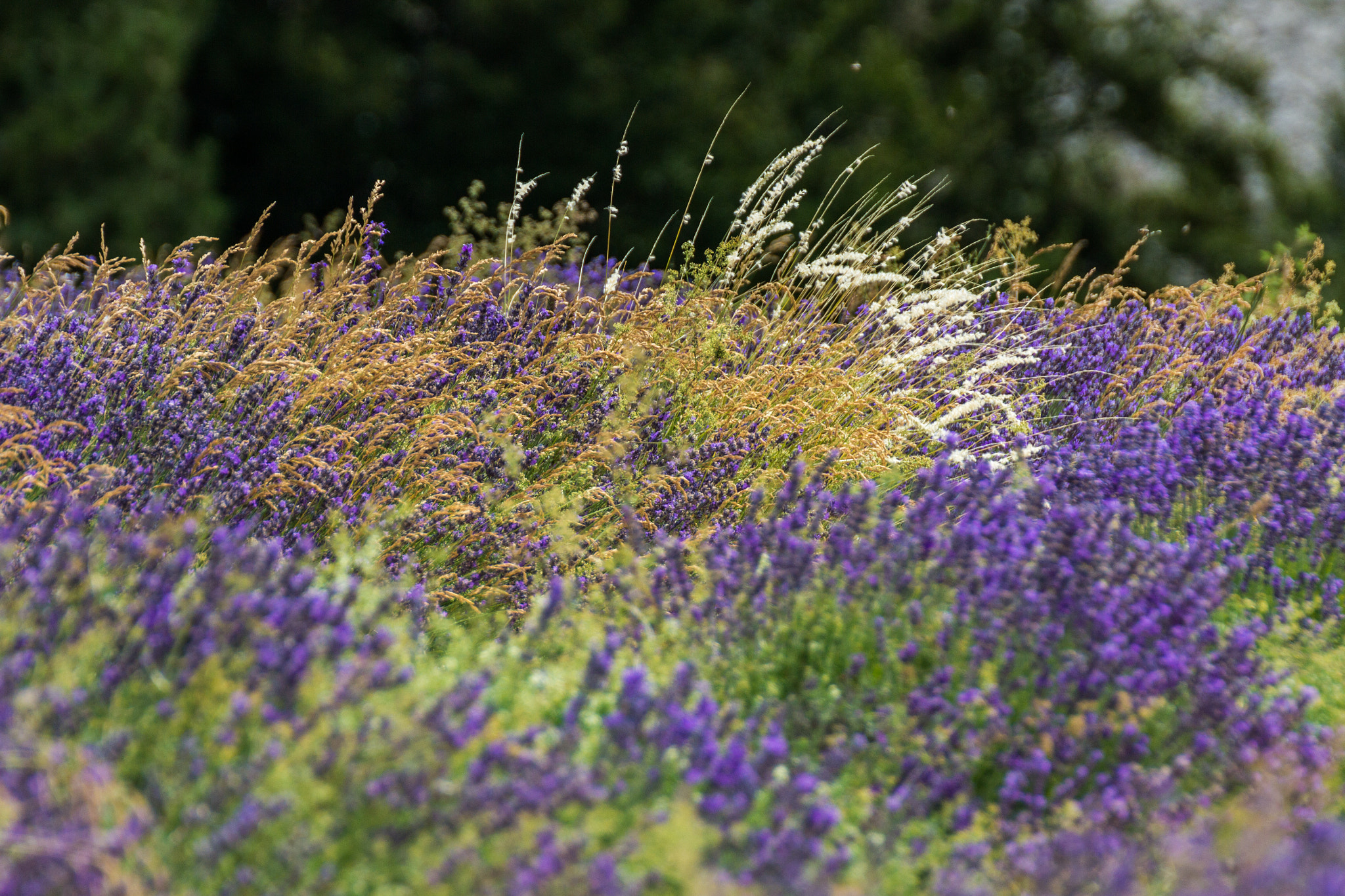 Tamron SP 35mm F1.8 Di VC USD sample photo. Img photography