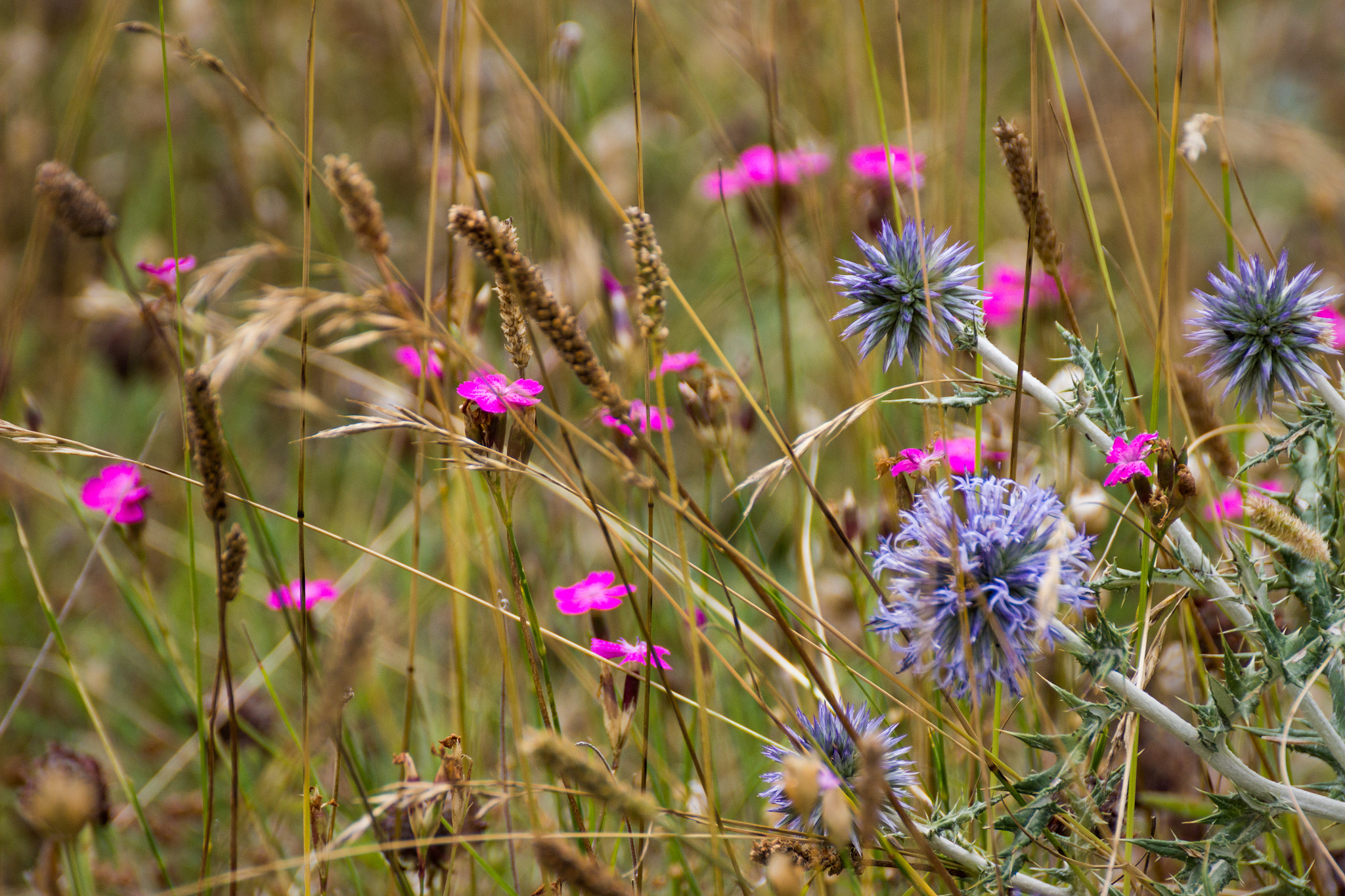 Tamron SP 35mm F1.8 Di VC USD sample photo. Img photography
