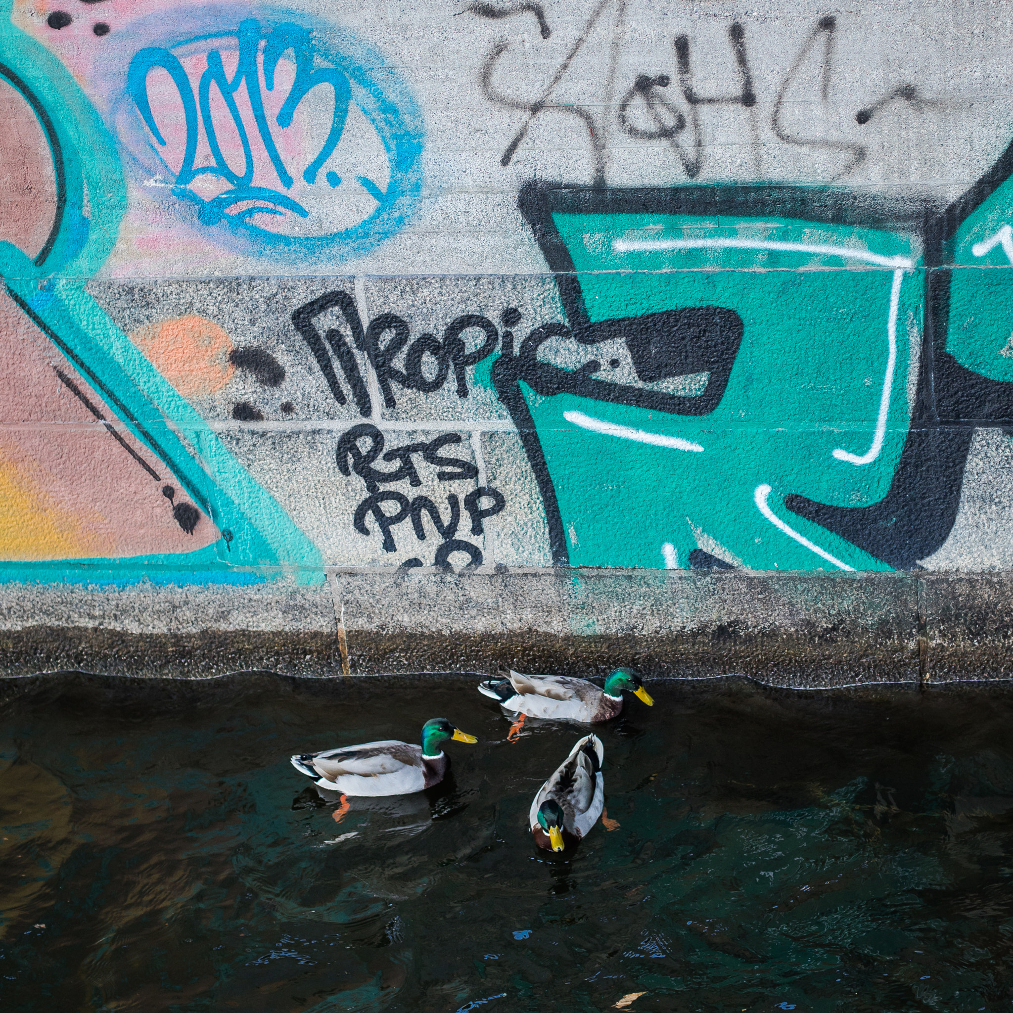 Canon EF 50mm F1.4 USM sample photo. Tags and ducks photography