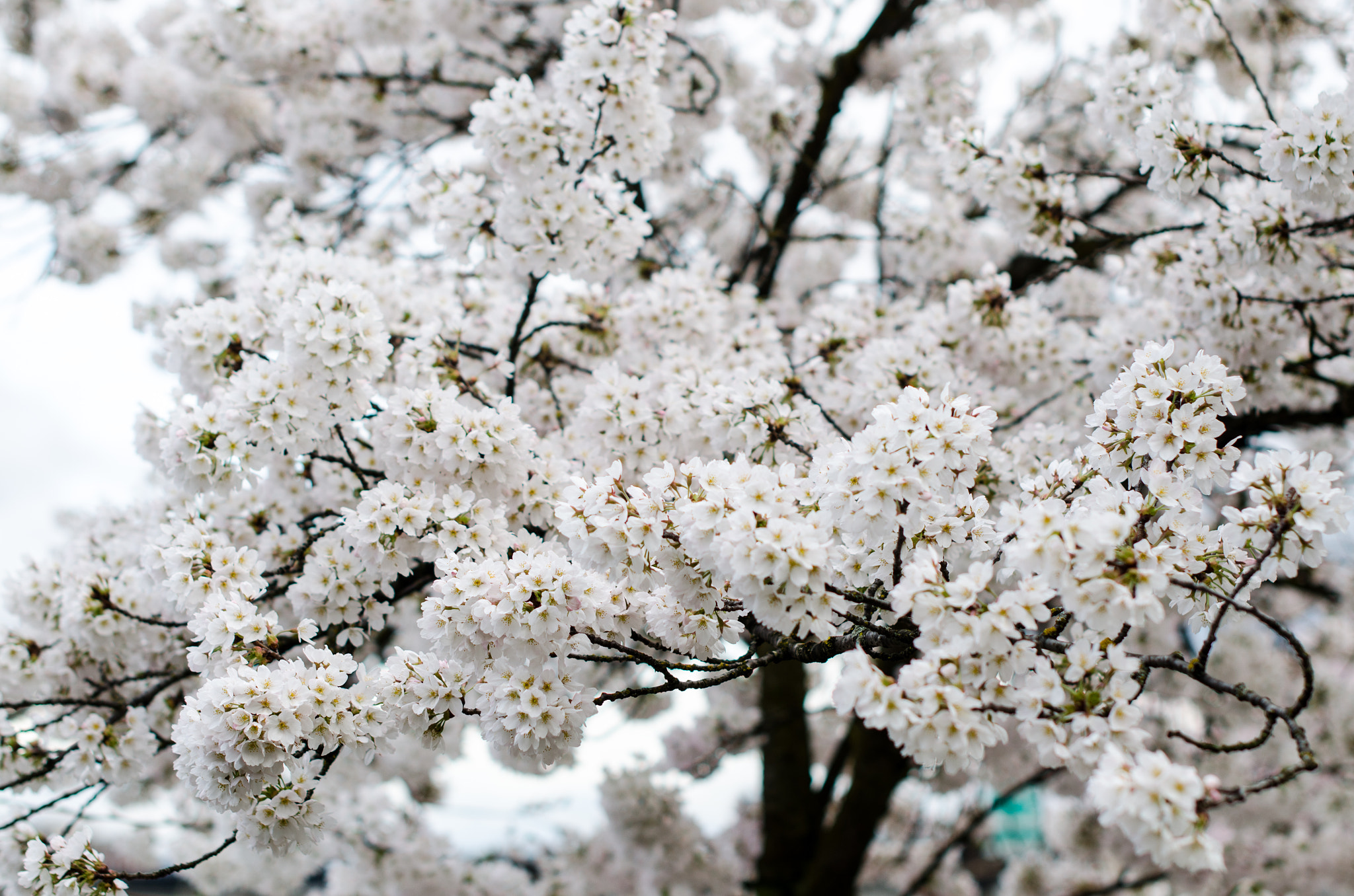 Nikon D7000 + Nikon AF-S Nikkor 50mm F1.4G sample photo. Untitled photography