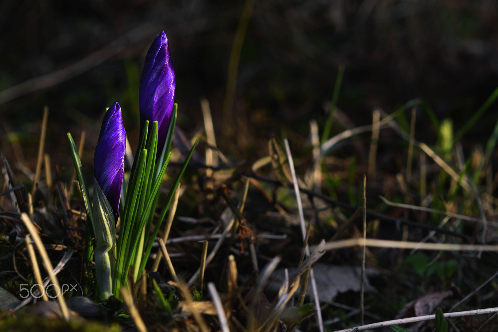 Nikon D5500 sample photo. Crocus photography