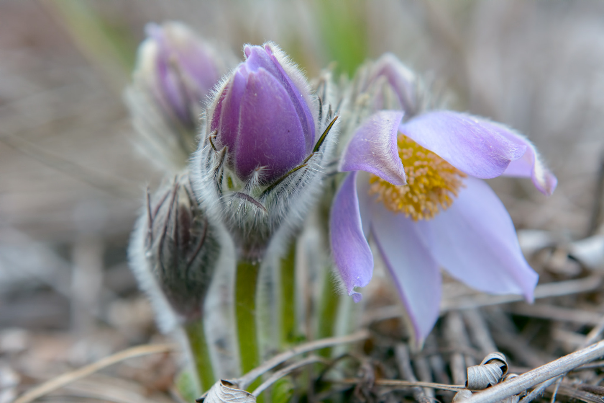 Nikon AF-S Nikkor 24-70mm F2.8G ED sample photo. Pasque-flower photography