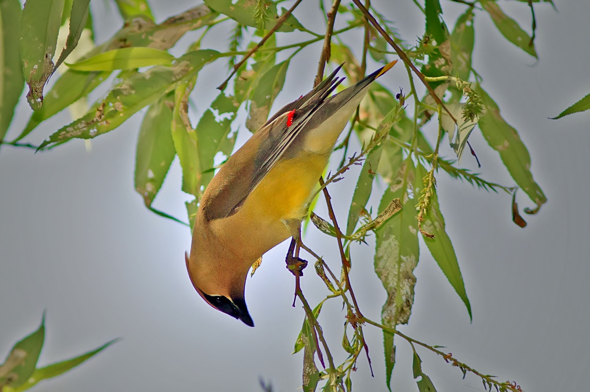 Canon EF 300mm F4L IS USM sample photo. Cedar waxwing 9576 photography