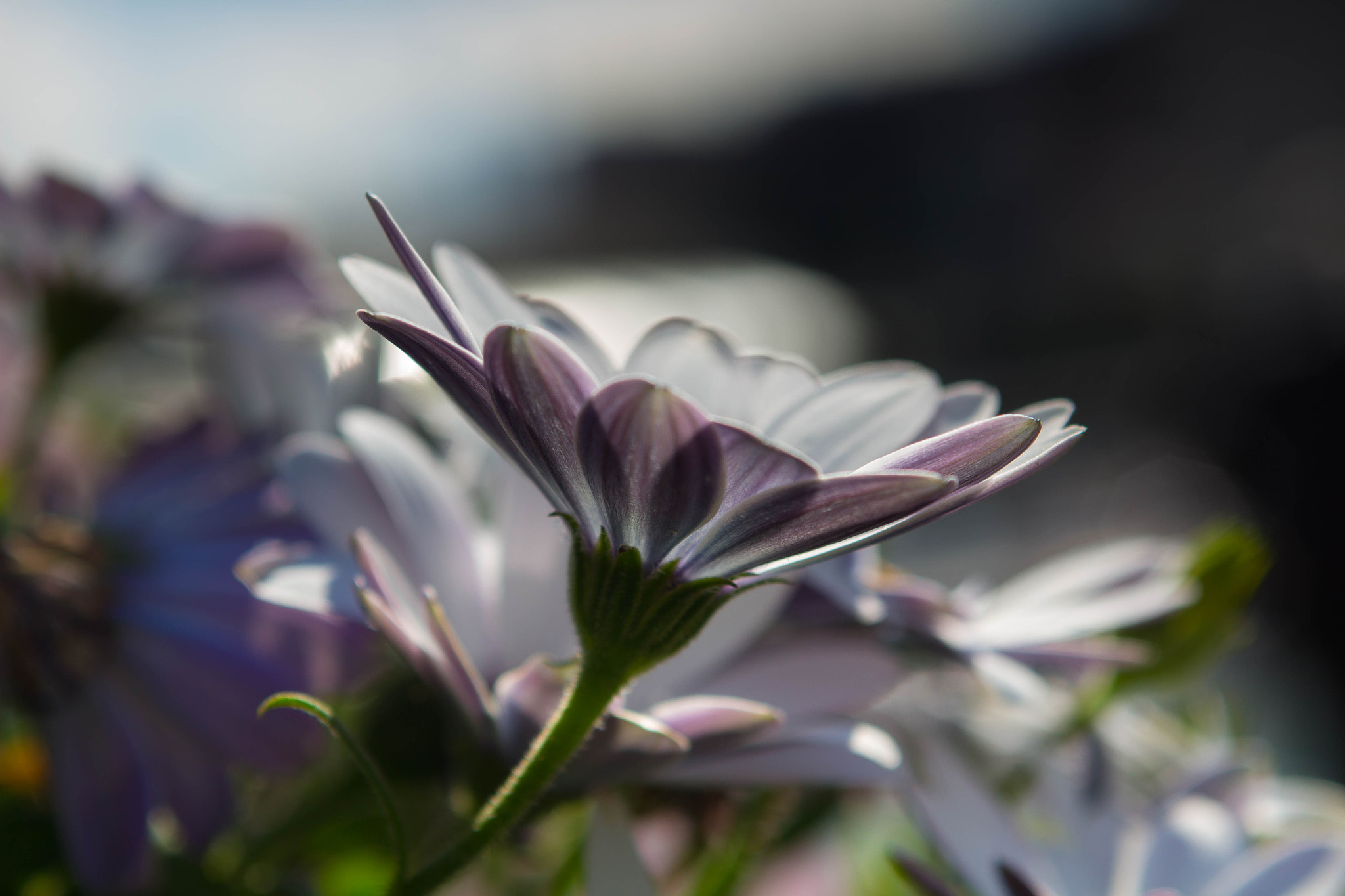 Canon EOS 700D (EOS Rebel T5i / EOS Kiss X7i) + Sigma 24-70mm F2.8 EX DG Macro sample photo. Primavera photography