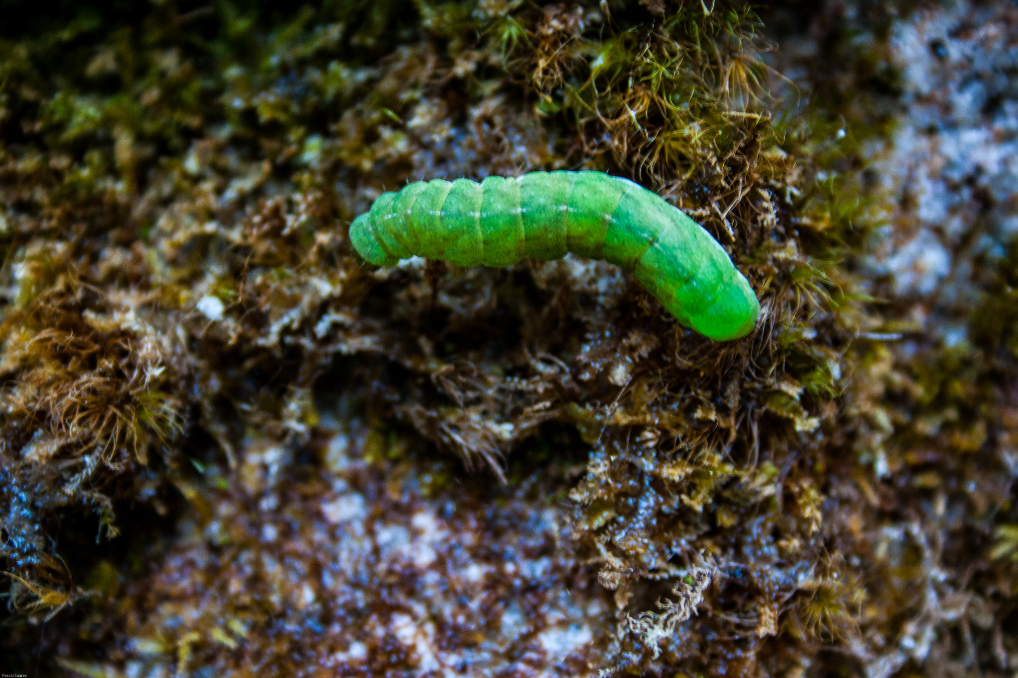 Canon EF-S 18-55mm F3.5-5.6 II sample photo. Caterpillar photography