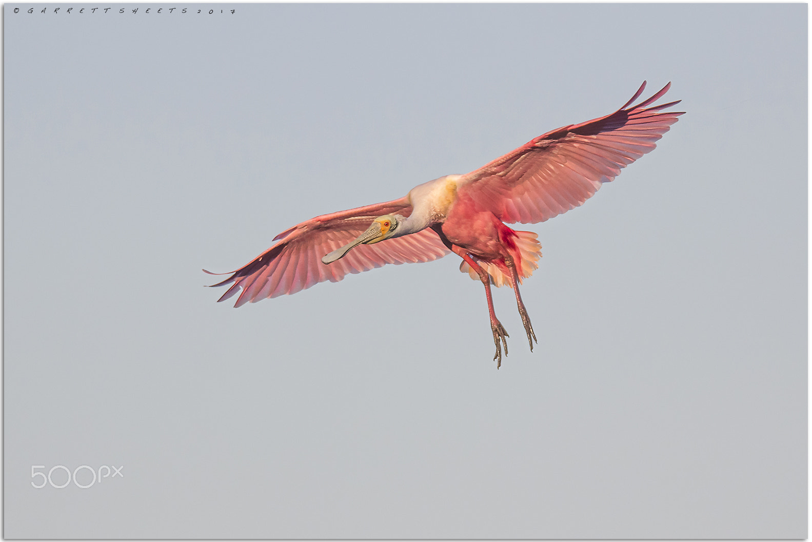 Tamron SP 150-600mm F5-6.3 Di VC USD sample photo. Roseate spoonbill photography