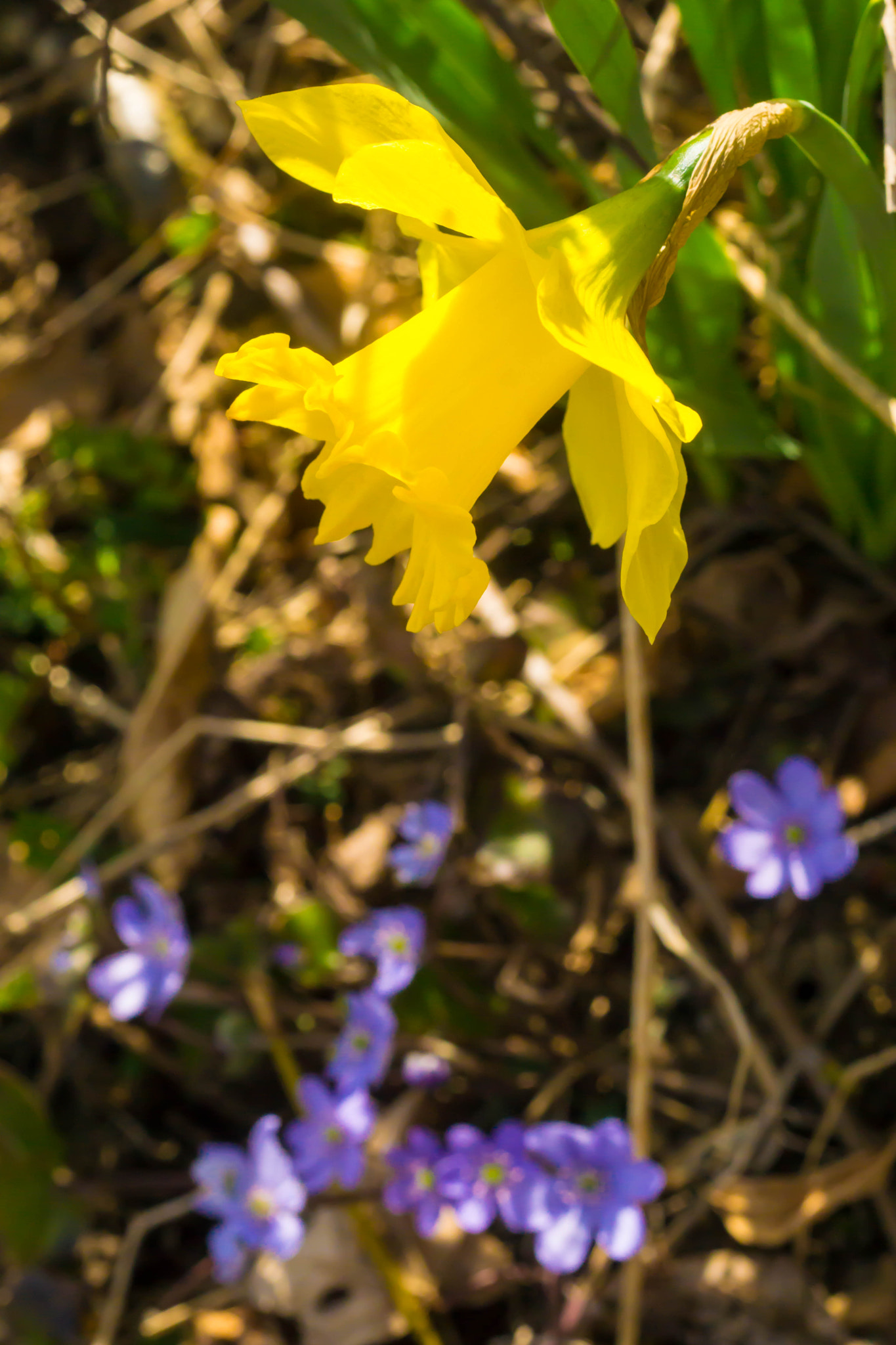 Sony a6000 sample photo. Frühling - narzissenzeit photography