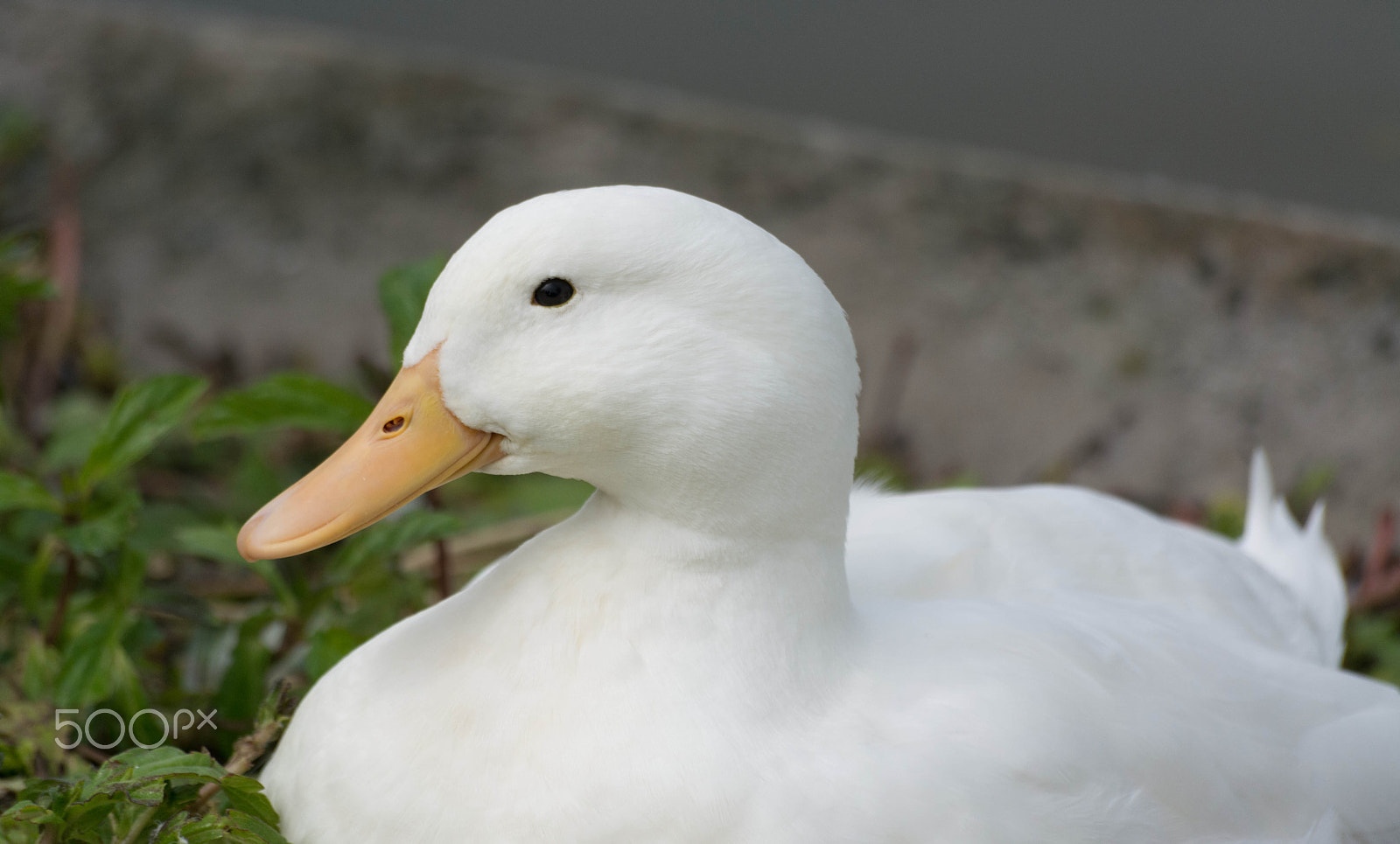 Sigma 70-300mm F4-5.6 APO DG Macro sample photo. Duck photography