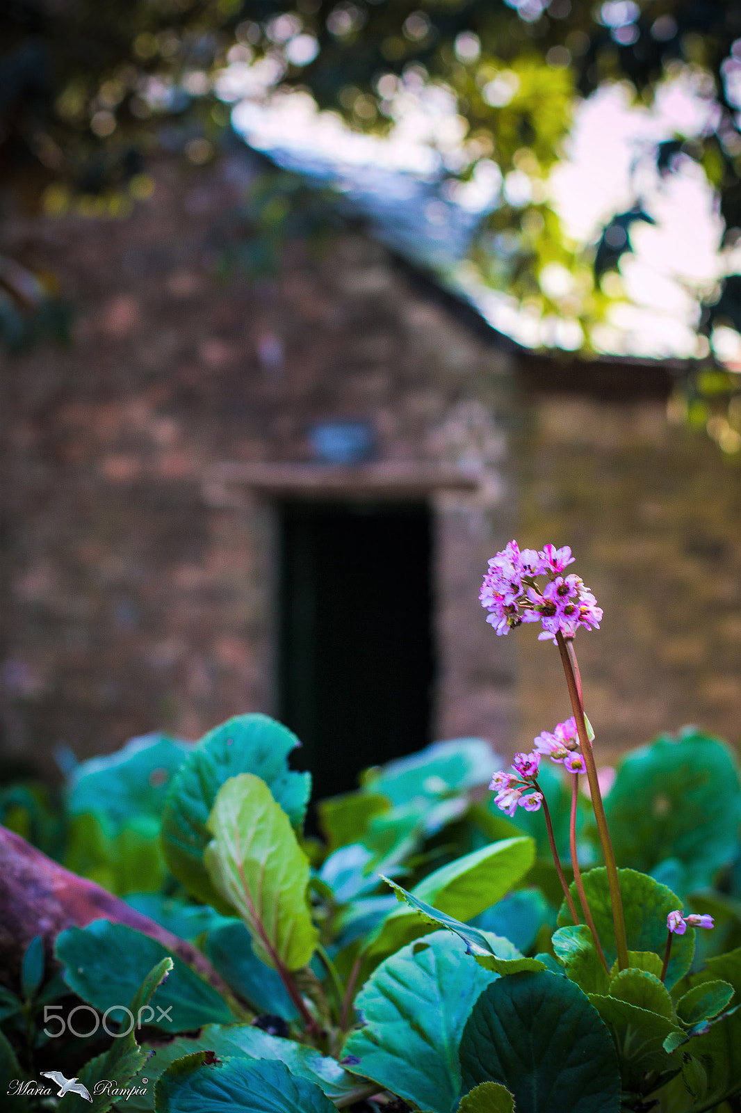 Canon EOS 70D sample photo. The secret garden. photography