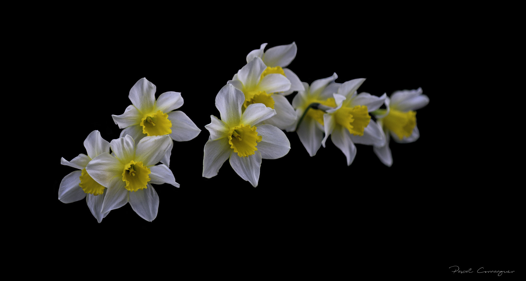 Nikon AF-S Micro-Nikkor 105mm F2.8G IF-ED VR sample photo. Jonquille chemin en noir photography