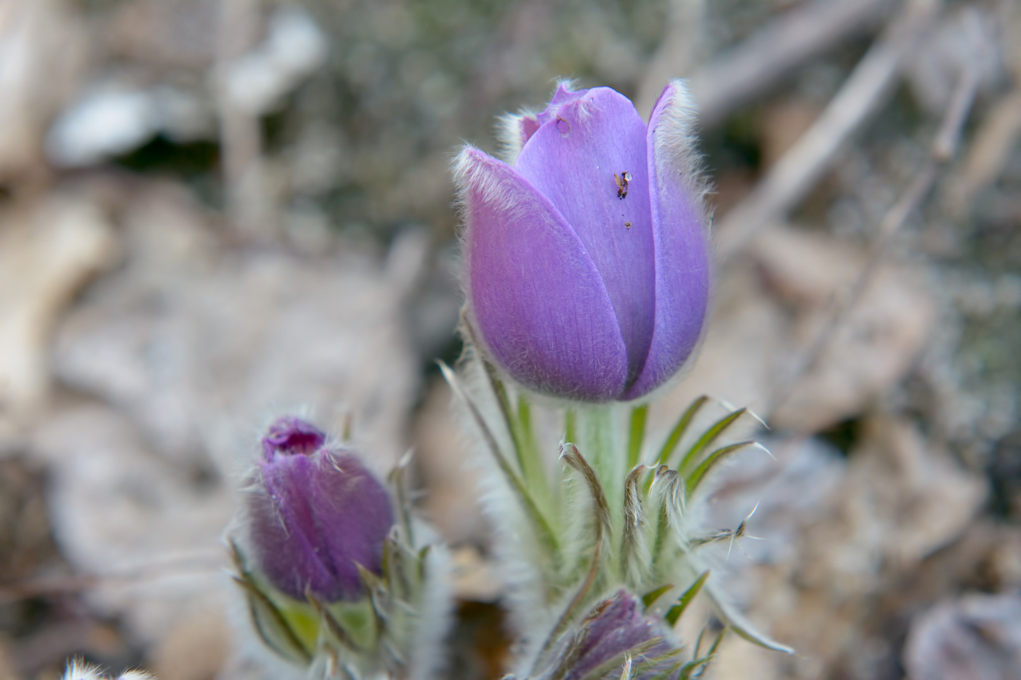 Nikon AF-S Nikkor 24-70mm F2.8G ED sample photo. Pasque-flower photography