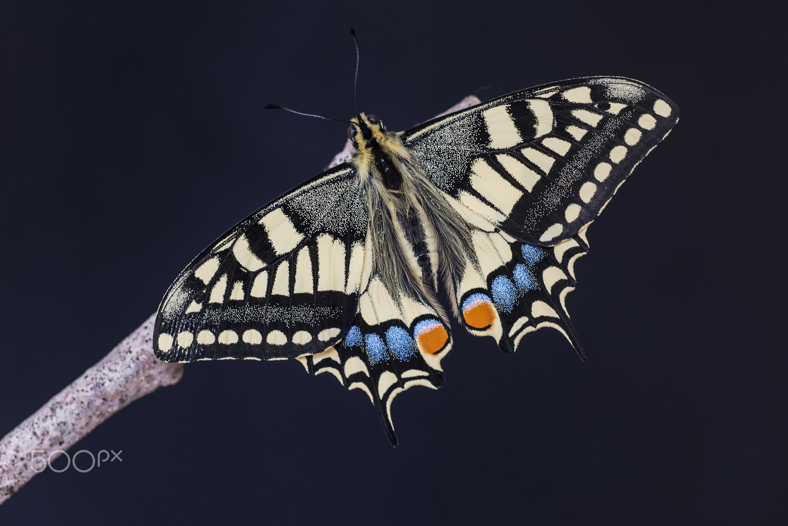 Nikon D800 sample photo. Papilio machaon (borboleta cauda-de-andorinha) photography